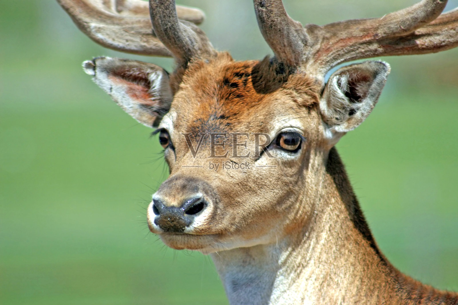 鹿照片摄影图片