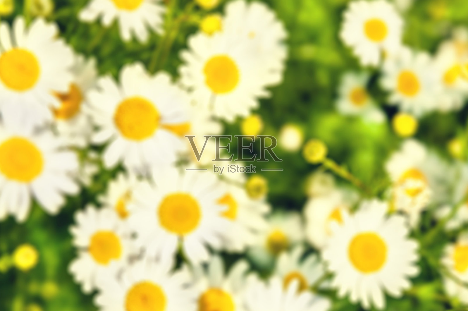 田野上的野花照片摄影图片