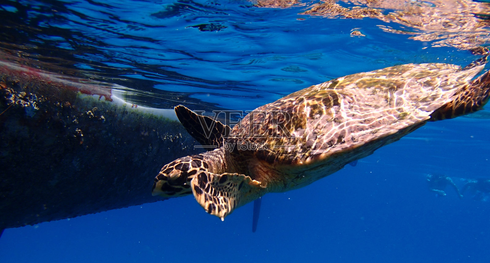 海龟照片摄影图片
