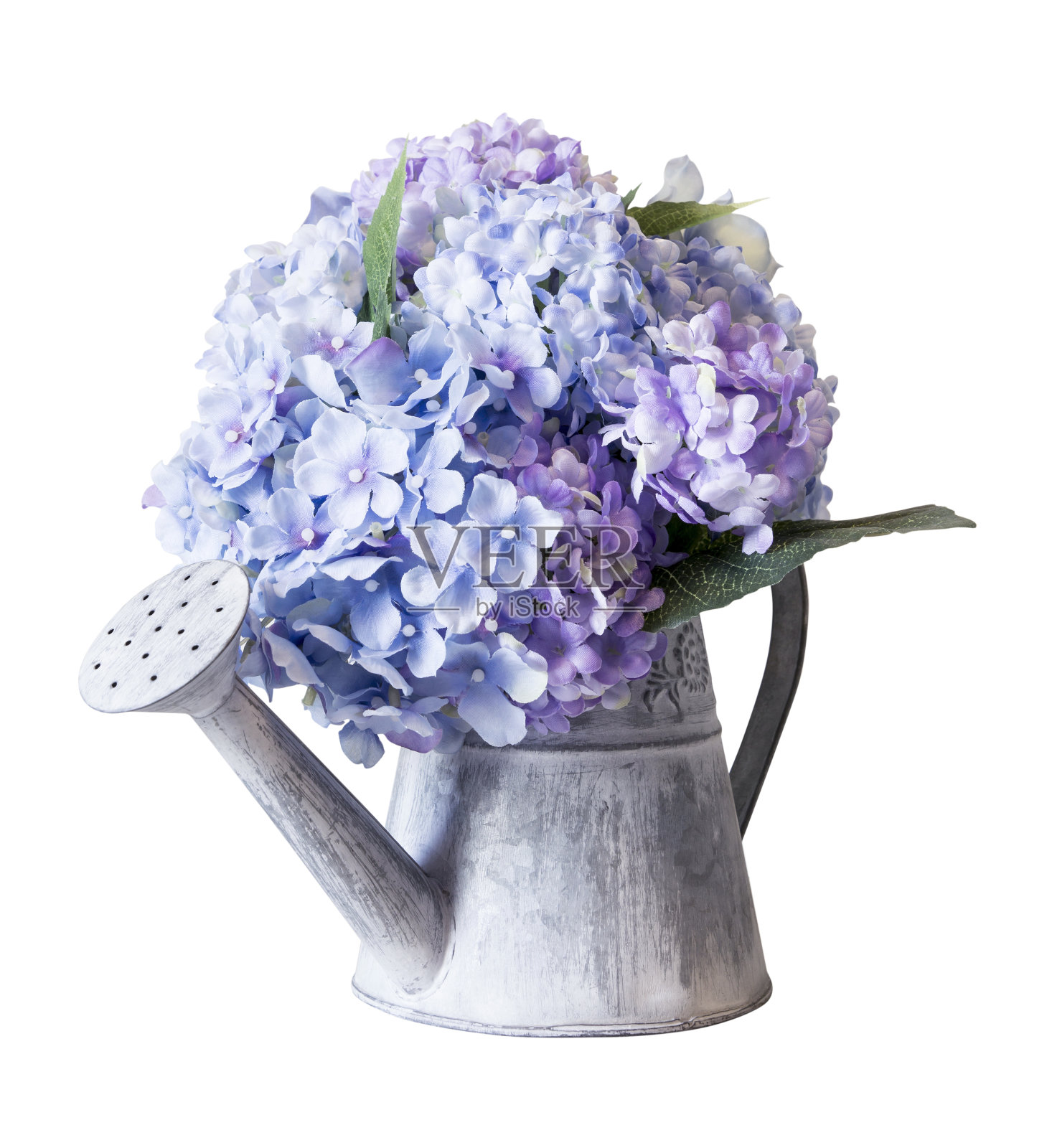 假绣球花在锌喷壶在白色的背景与修剪路径照片摄影图片