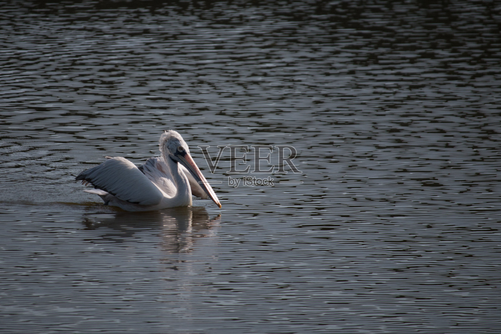 鹈鹕照片摄影图片