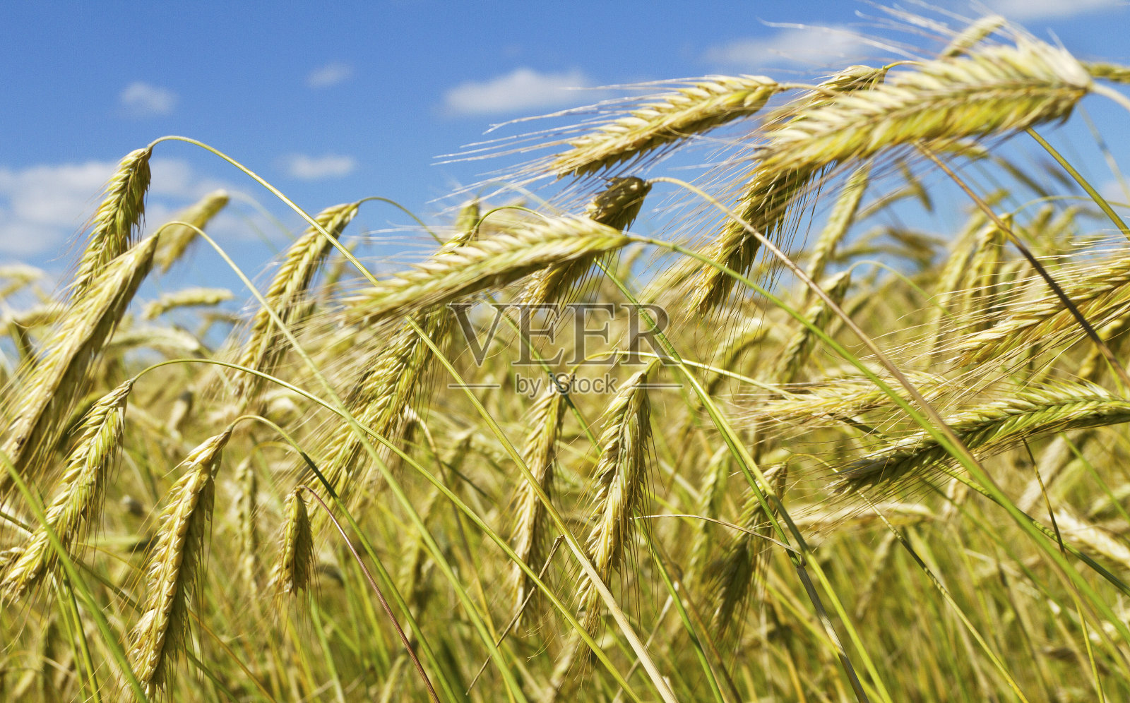 金色的小麦。照片摄影图片