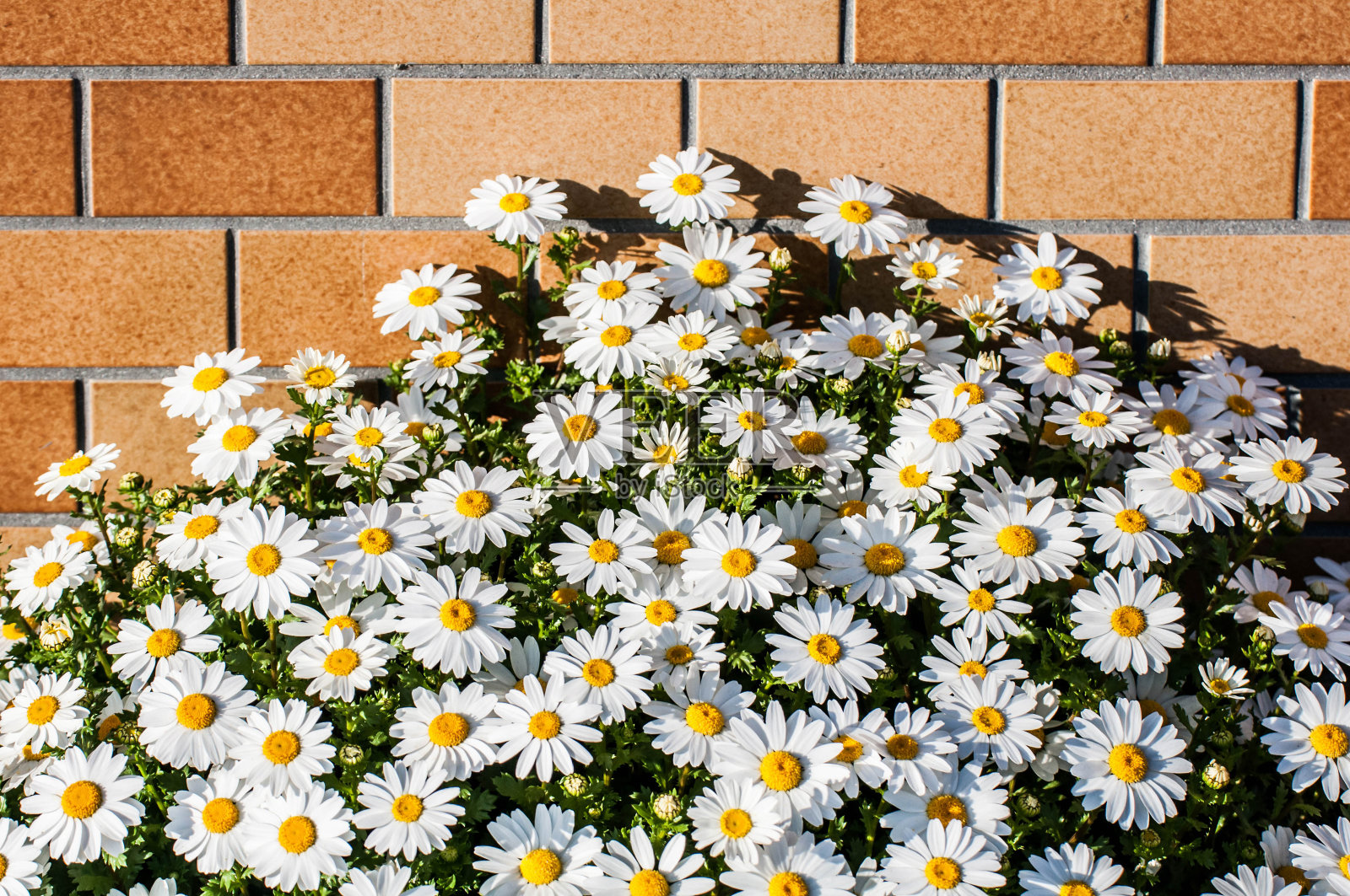 白色的花和砖墙照片摄影图片