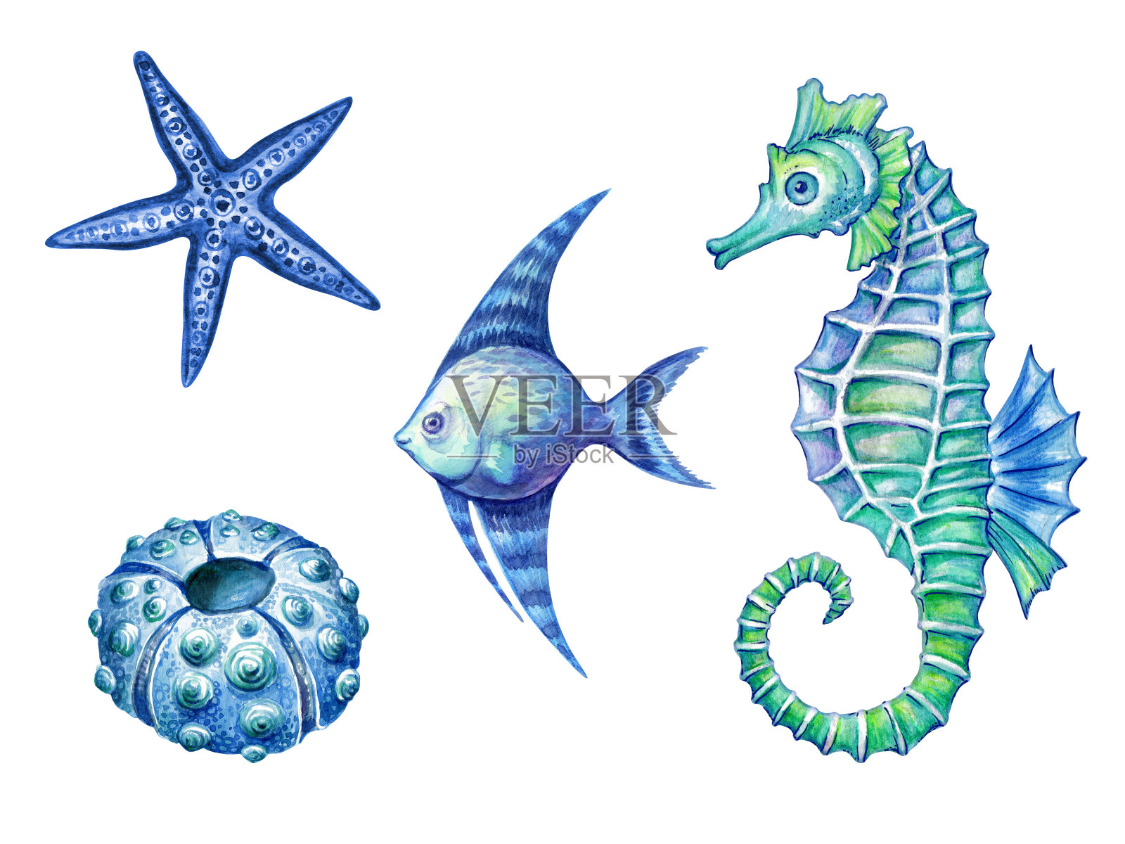 航海元素，海洋生物，鱼，海马，海胆，海星水彩插图，孤立在白色背景插画图片素材
