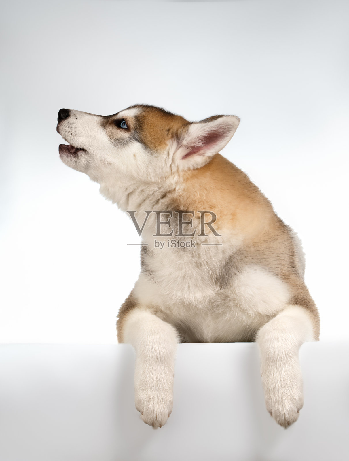 西伯利亚哈士奇小狗的嚎叫照片摄影图片