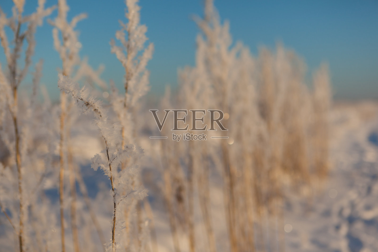 草地上结霜。照片摄影图片