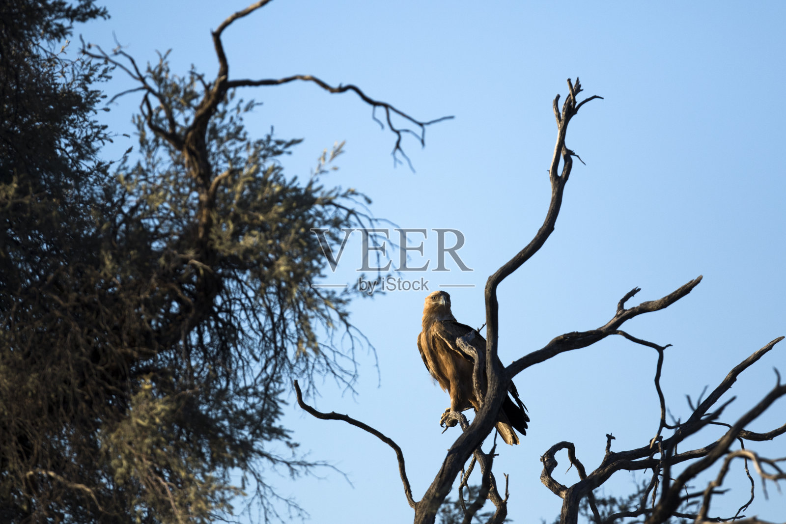 黄褐色的鹰在树顶照片摄影图片