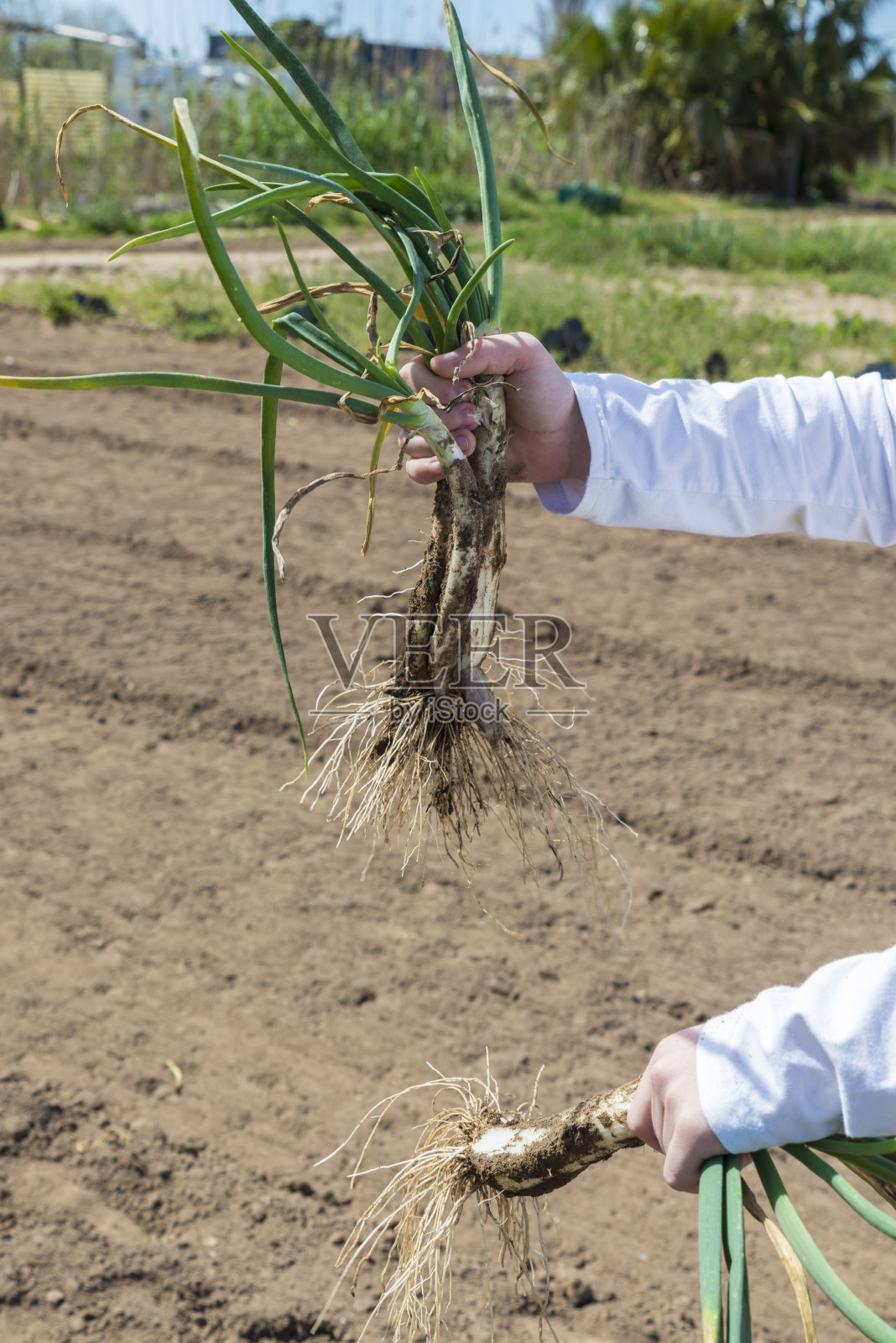小男孩收集洋葱照片摄影图片