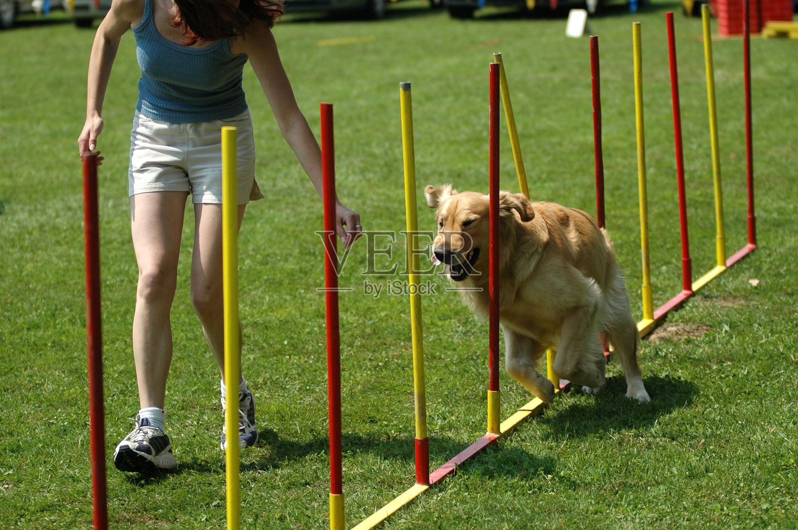 戈尔迪照片摄影图片