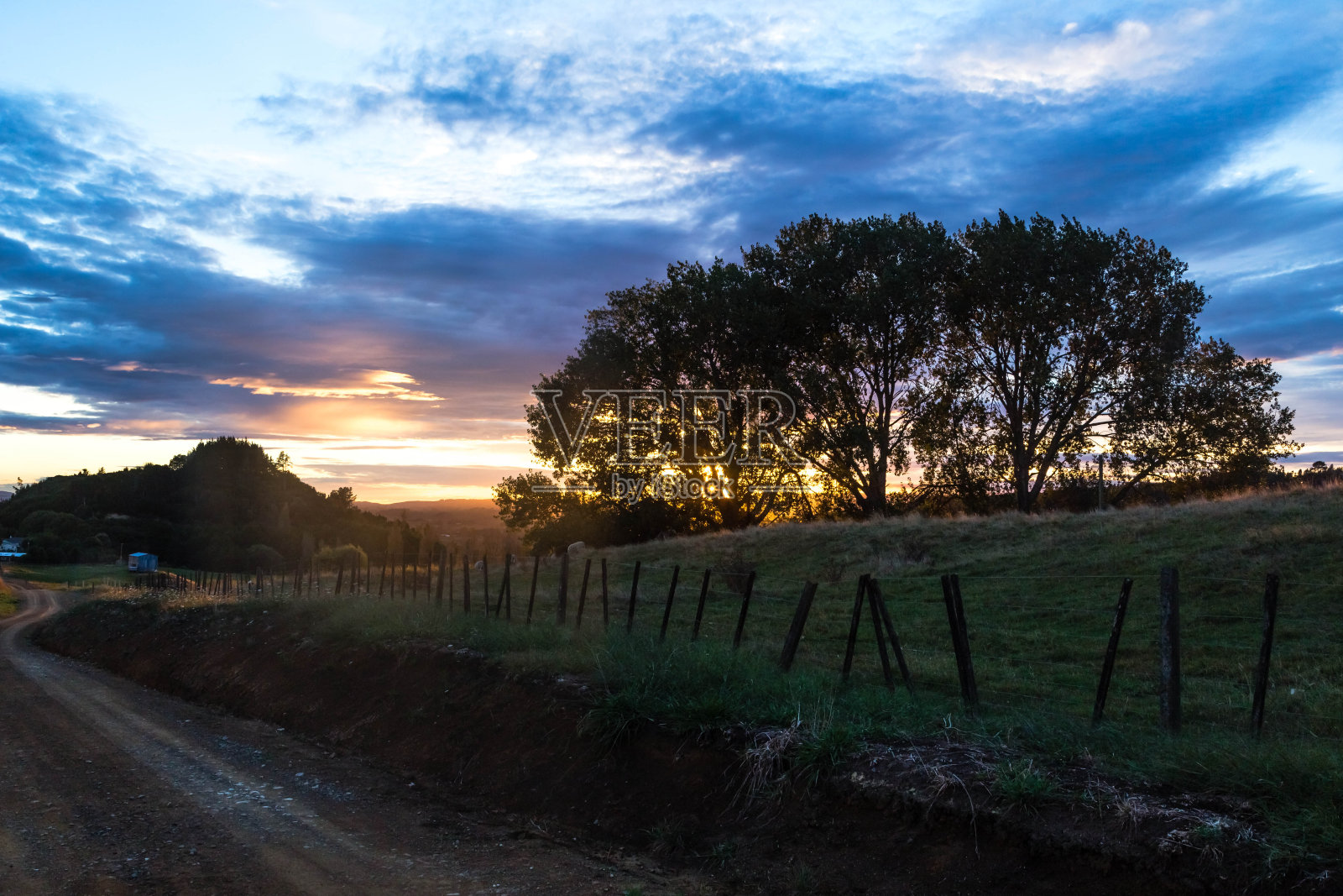 壮丽的树在阳光下在彩色日落照片摄影图片