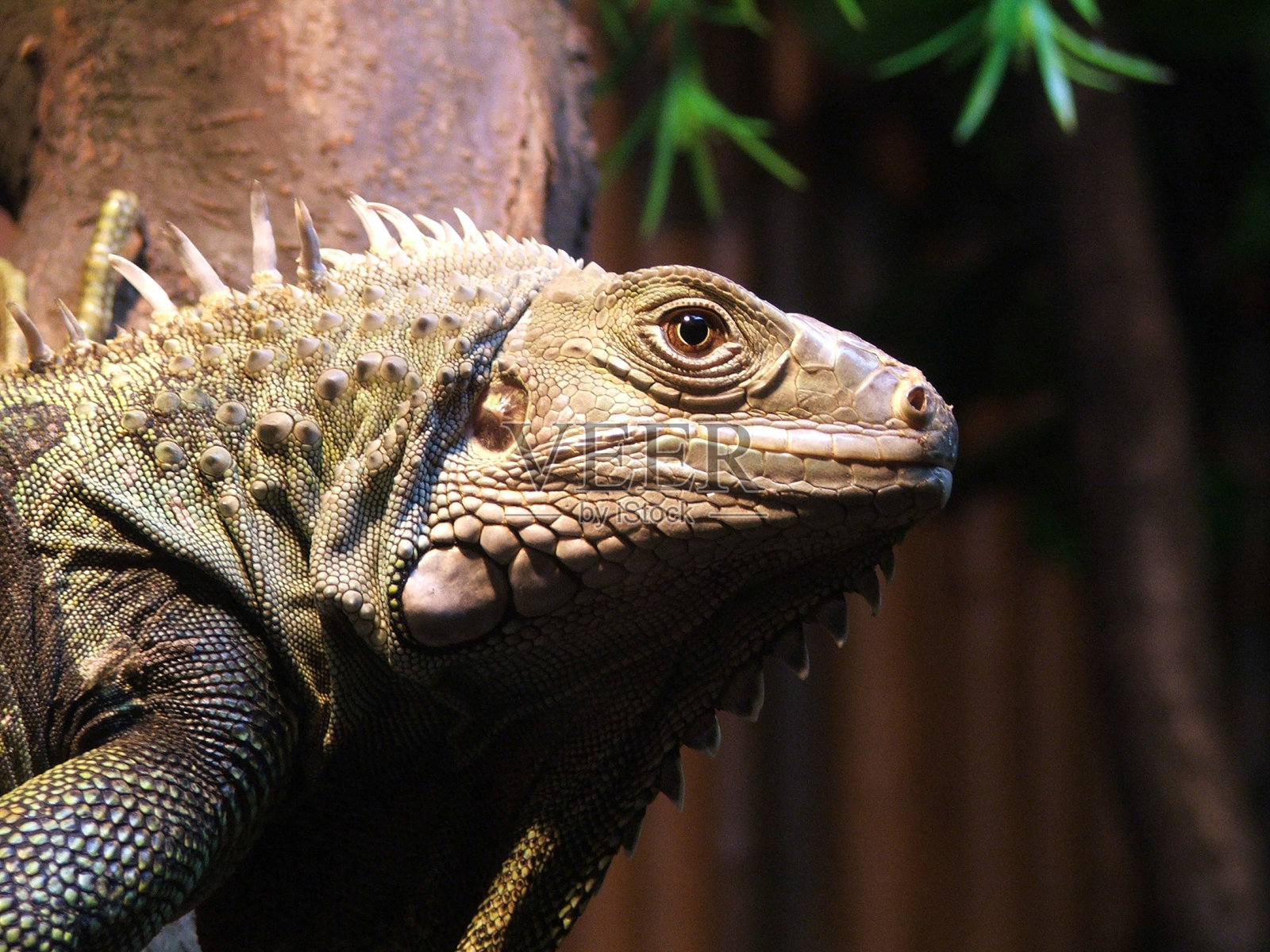 爬行动物在动物园照片摄影图片