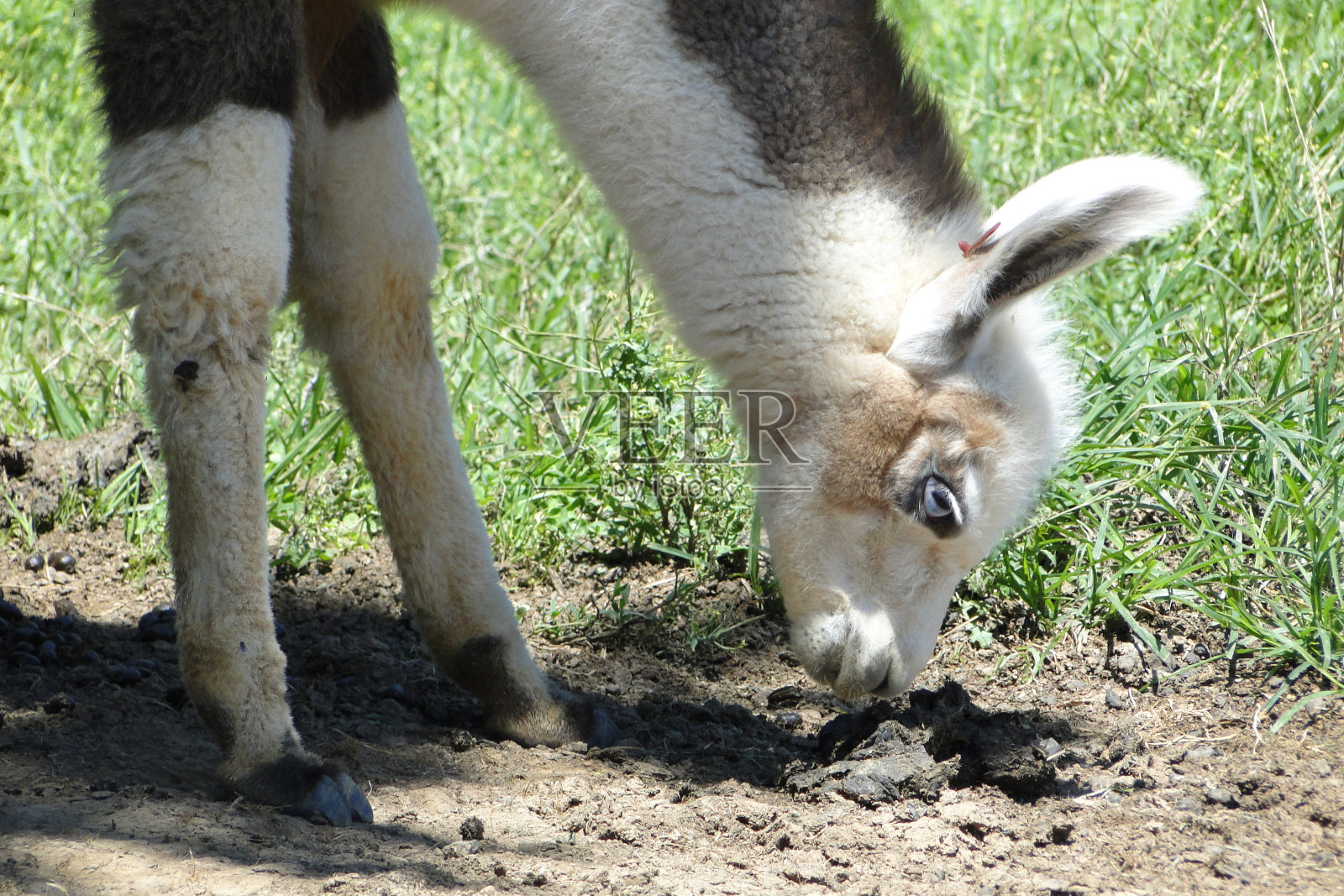 大羊驼照片摄影图片