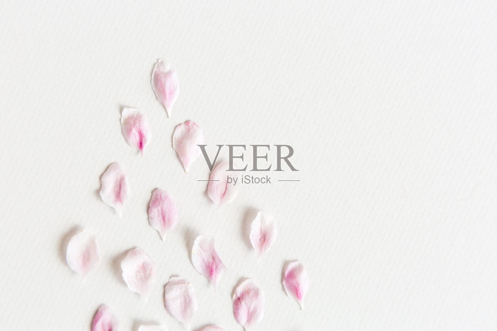 近距离的轻和柔软的sacura花瓣在白色的背景上的顶视图。爱的概念。春天的感觉照片摄影图片