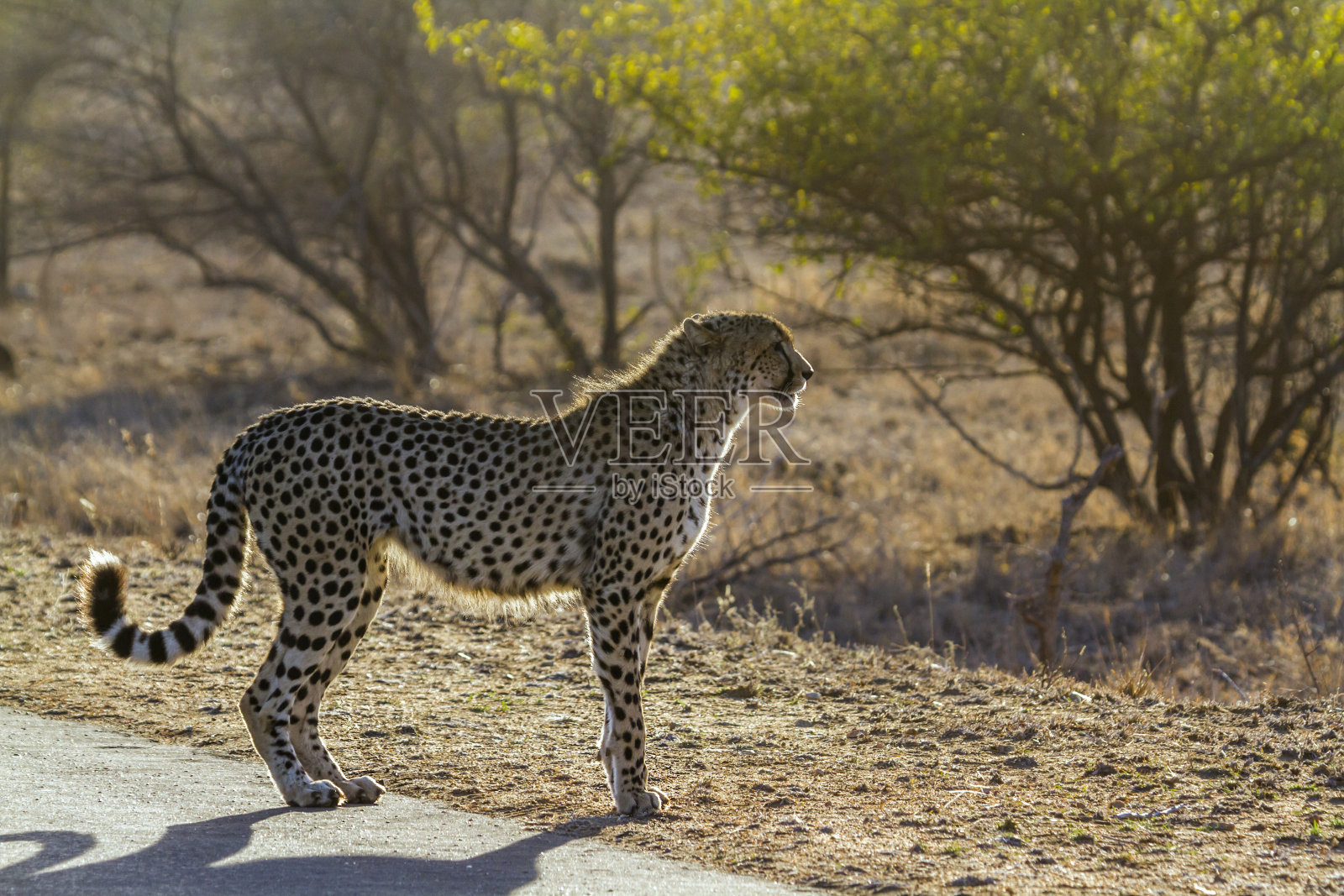 南非克鲁格国家公园的猎豹照片摄影图片