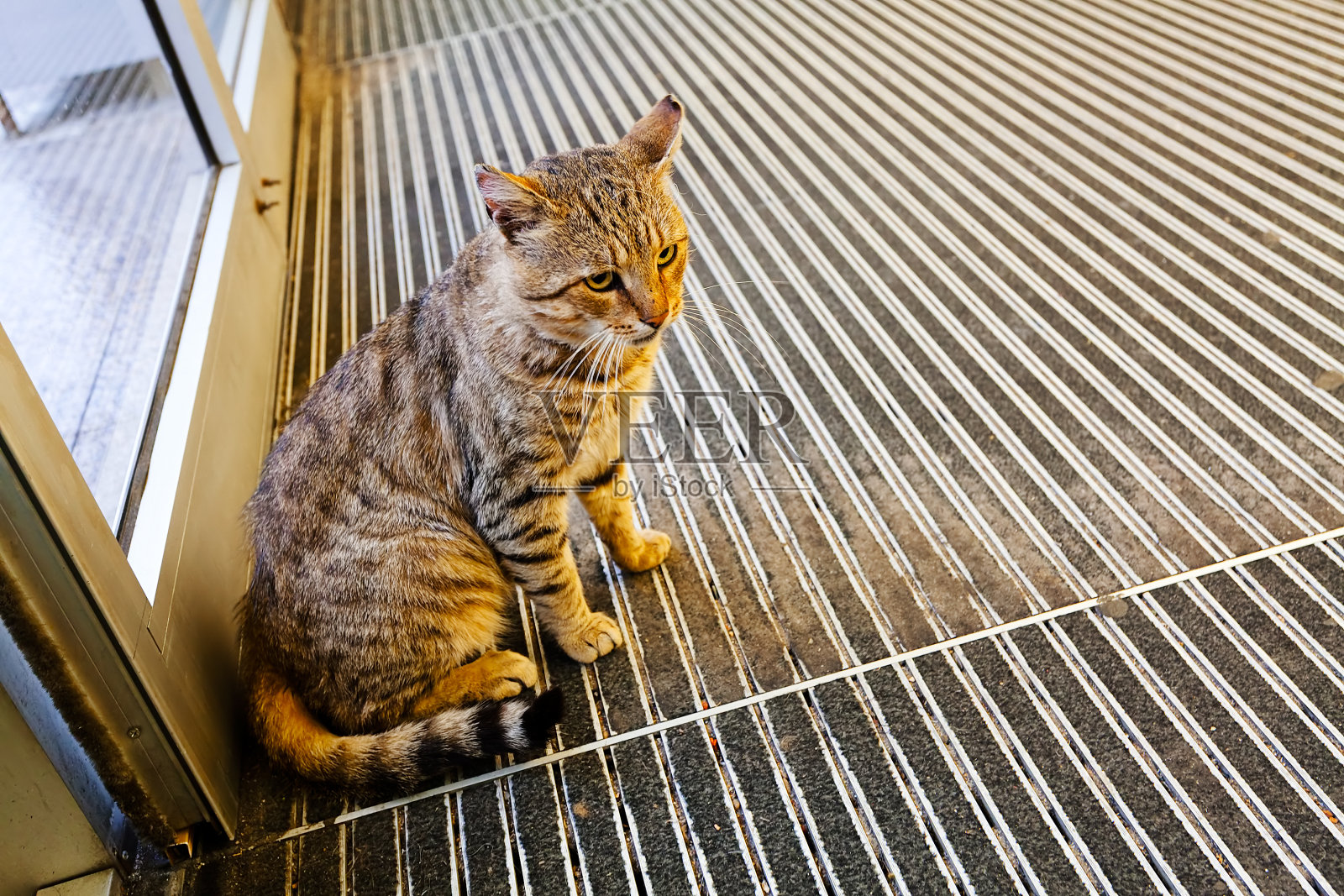 商店里的猫照片摄影图片