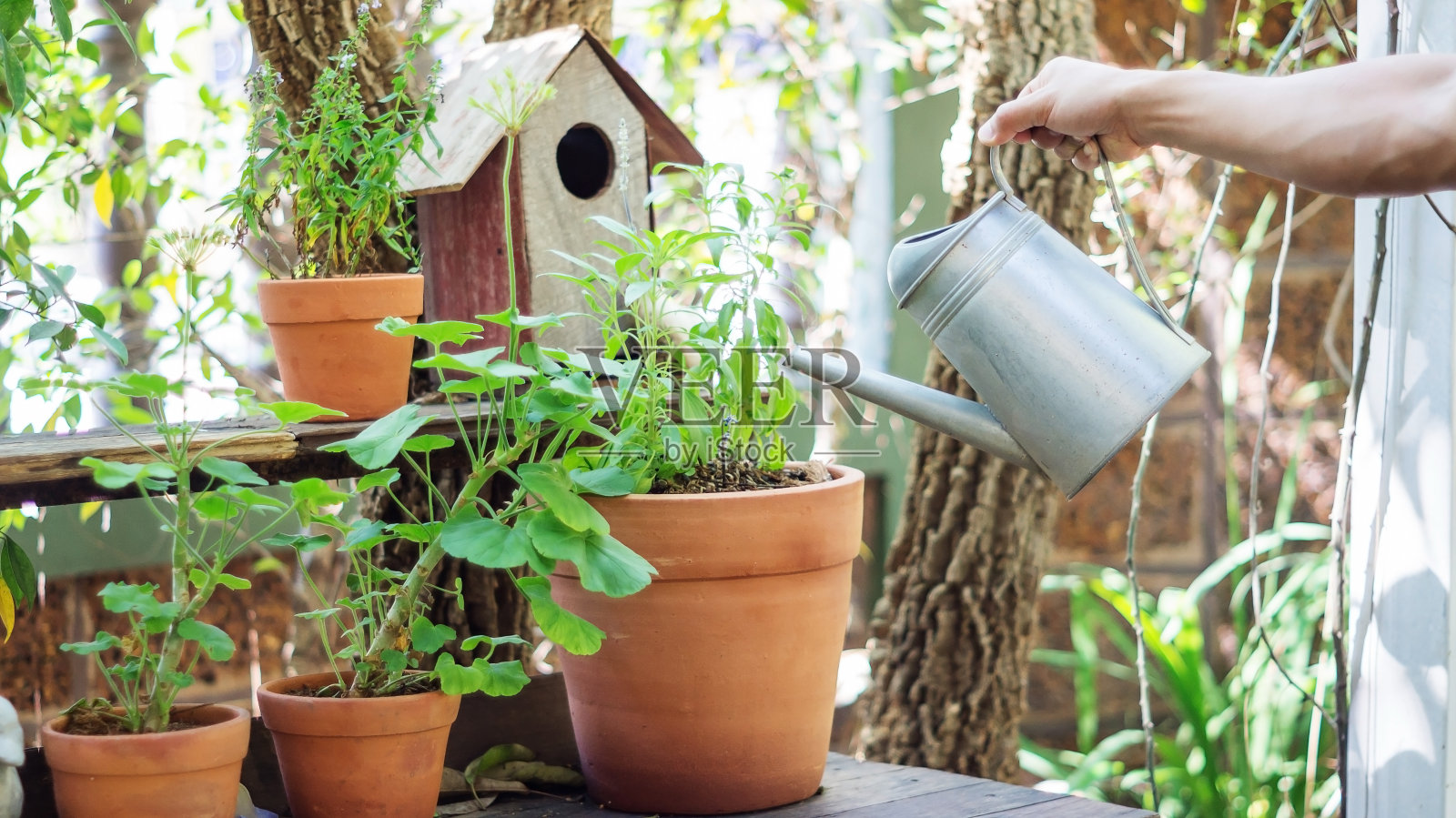 在花盆里浇植物的人。照片摄影图片