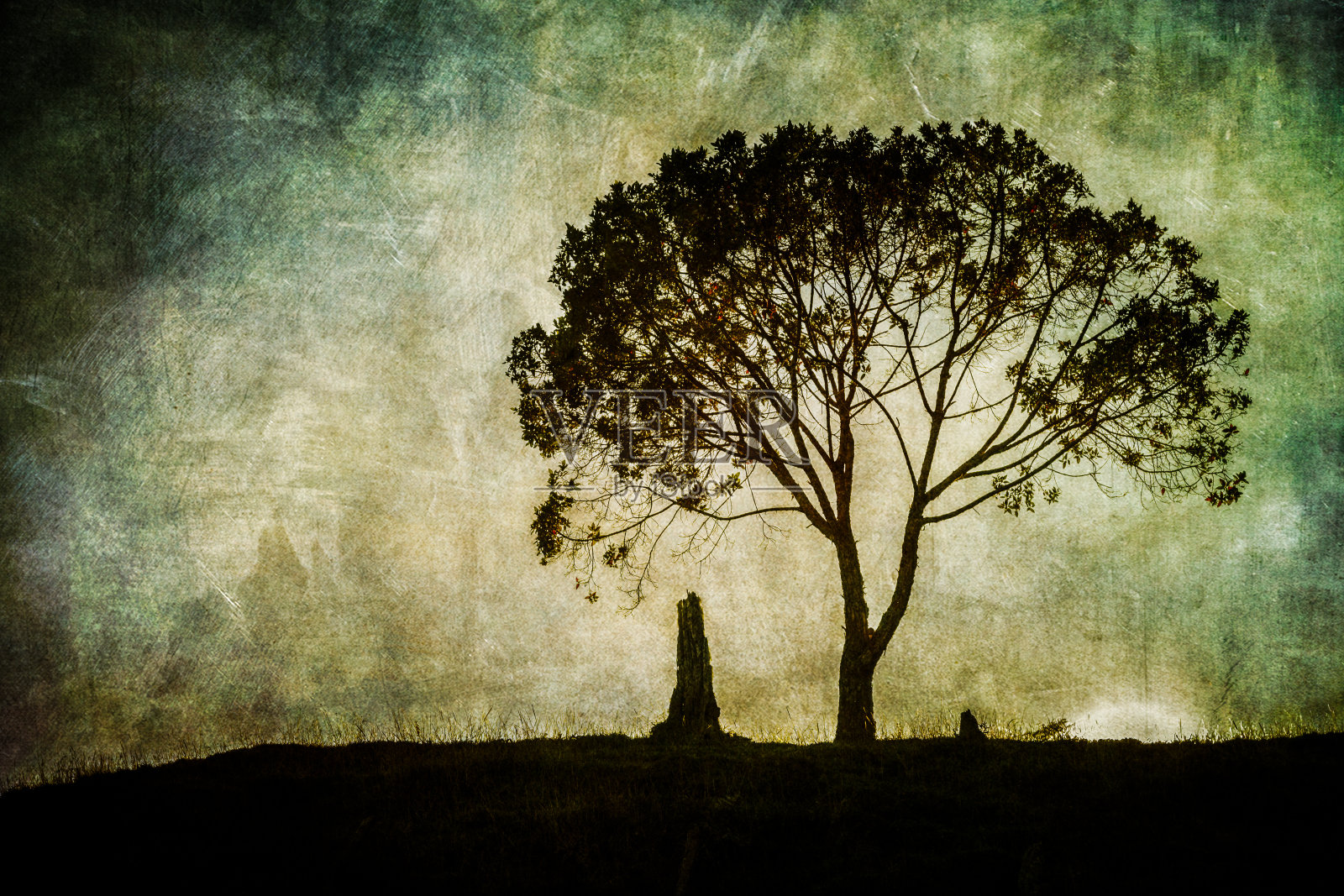 树桩和树照片摄影图片