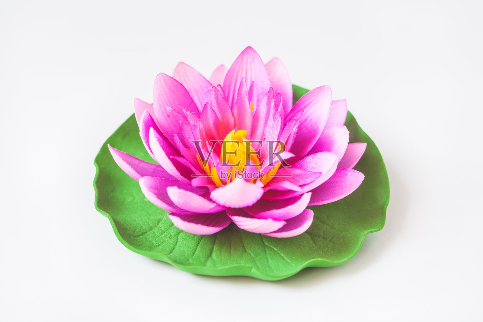 花白色背景照片摄影图片