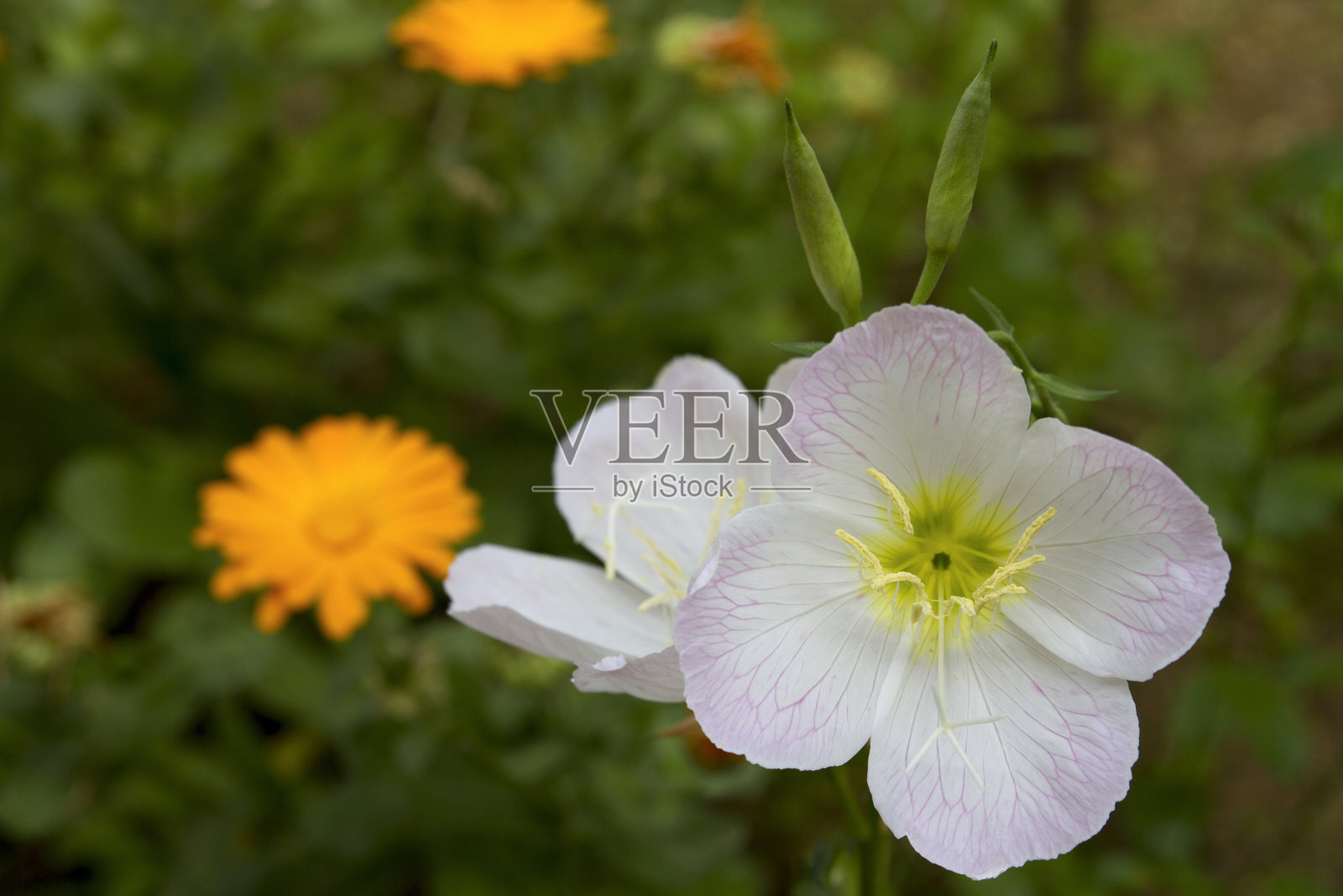 月见草属叶照片摄影图片