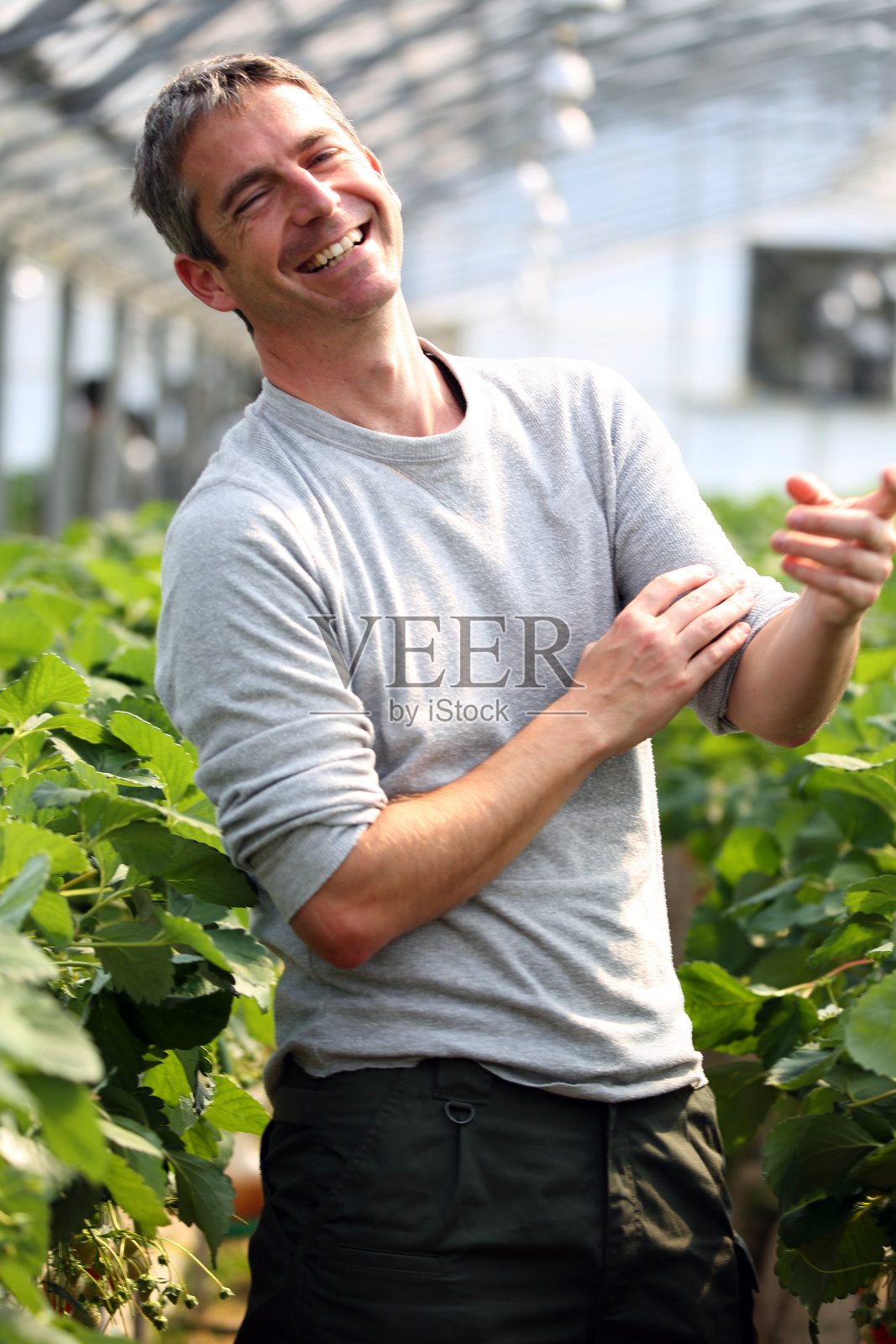 农民在温室里收割草莓。照片摄影图片