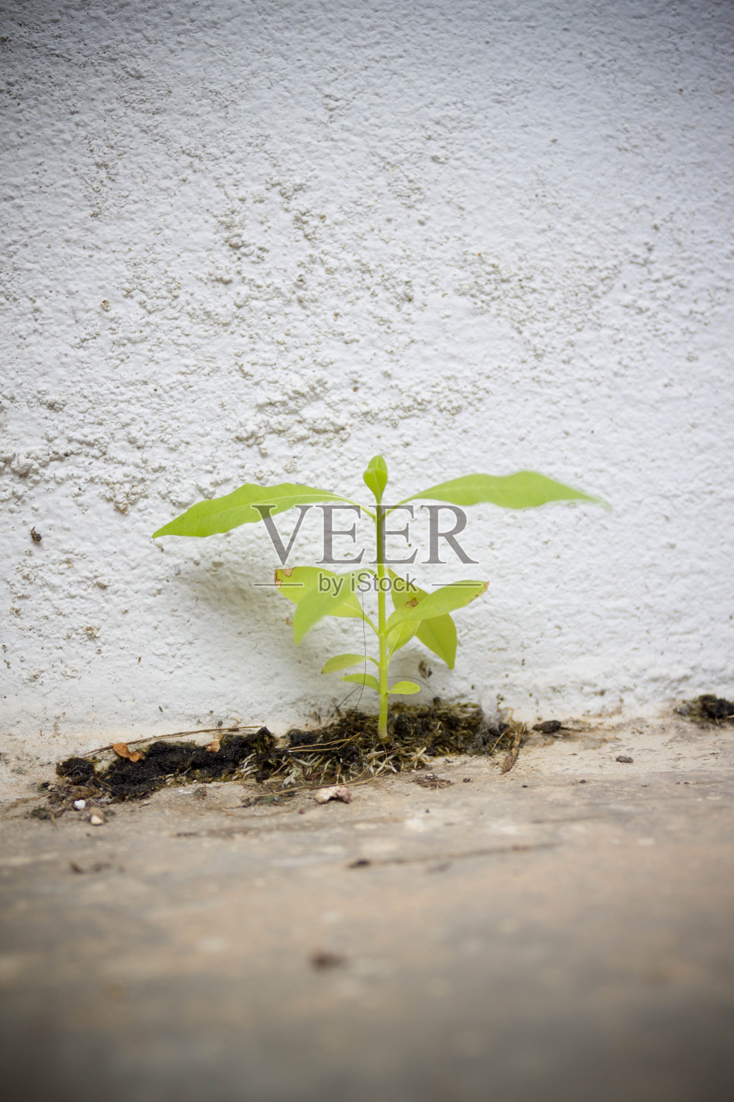 杂草穿过水泥墙生长照片摄影图片