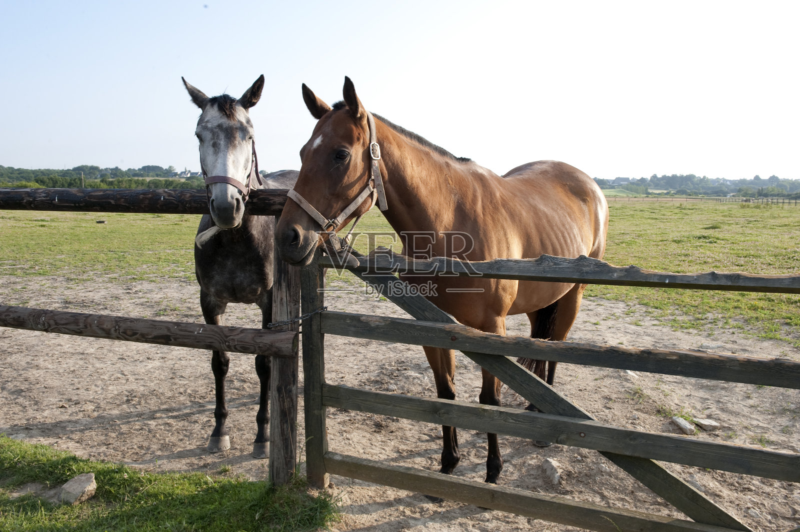 马照片摄影图片