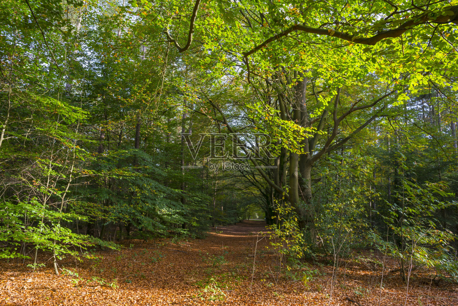 秋日阳光下的山毛榉林照片摄影图片