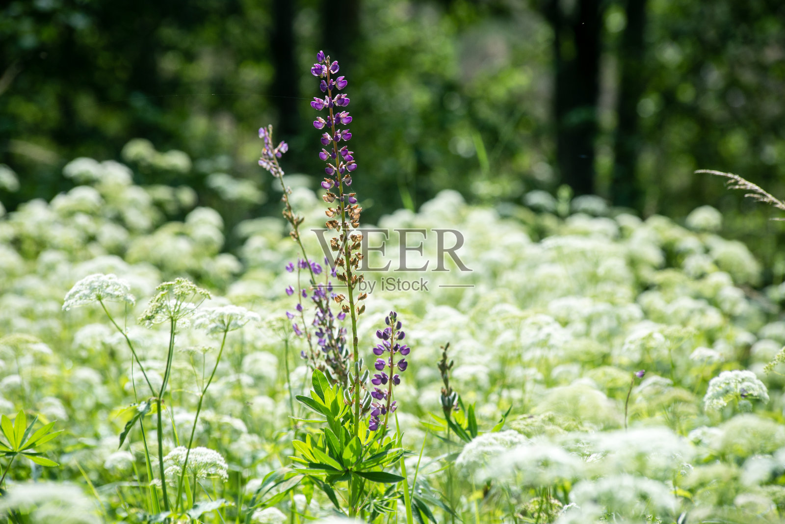绿色的树叶在绿色的灌木床上照片摄影图片