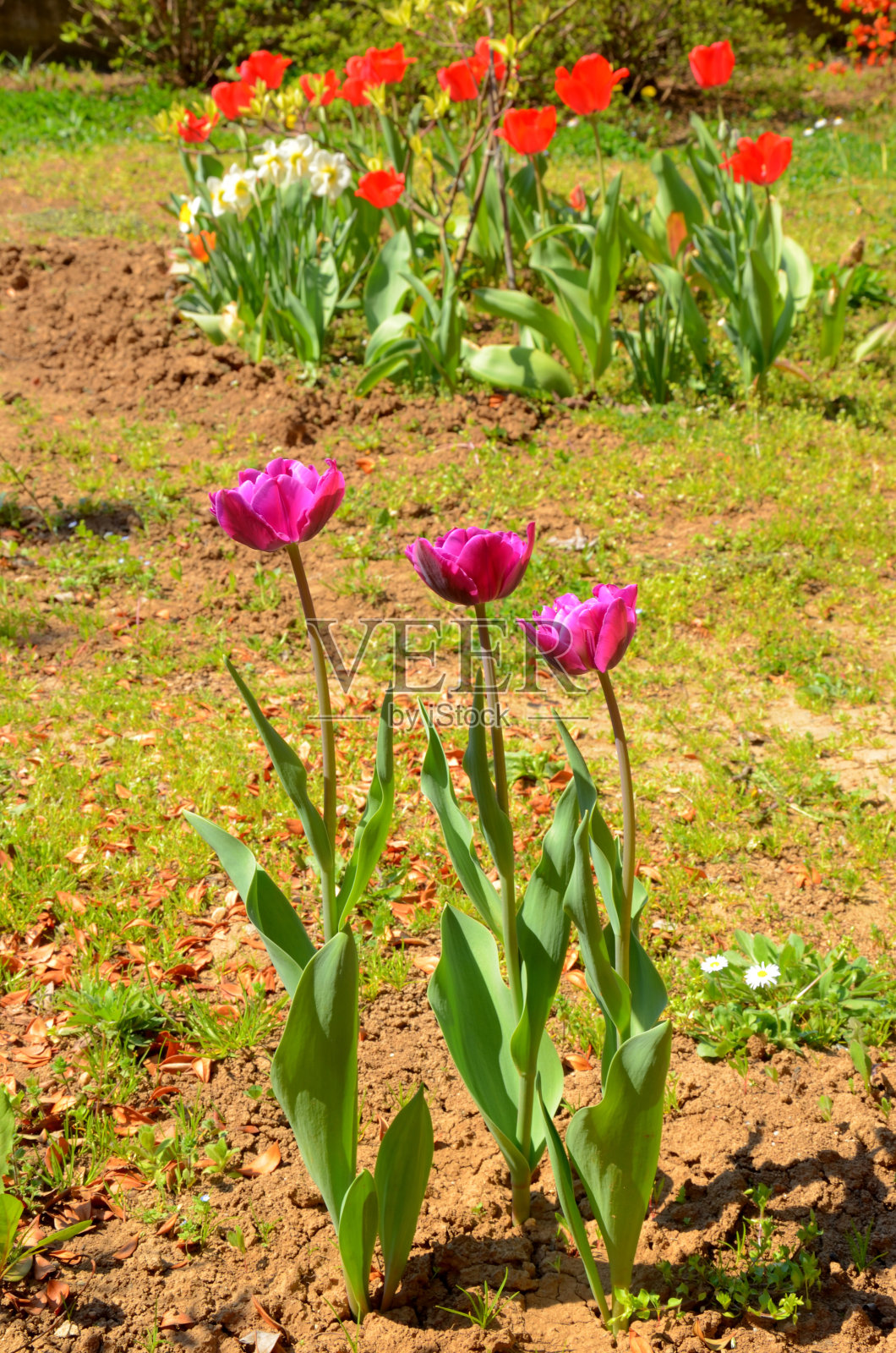 花园里的紫色郁金香照片摄影图片