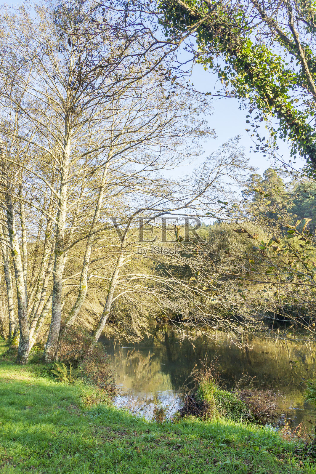 乌米亚河上的白桦照片摄影图片
