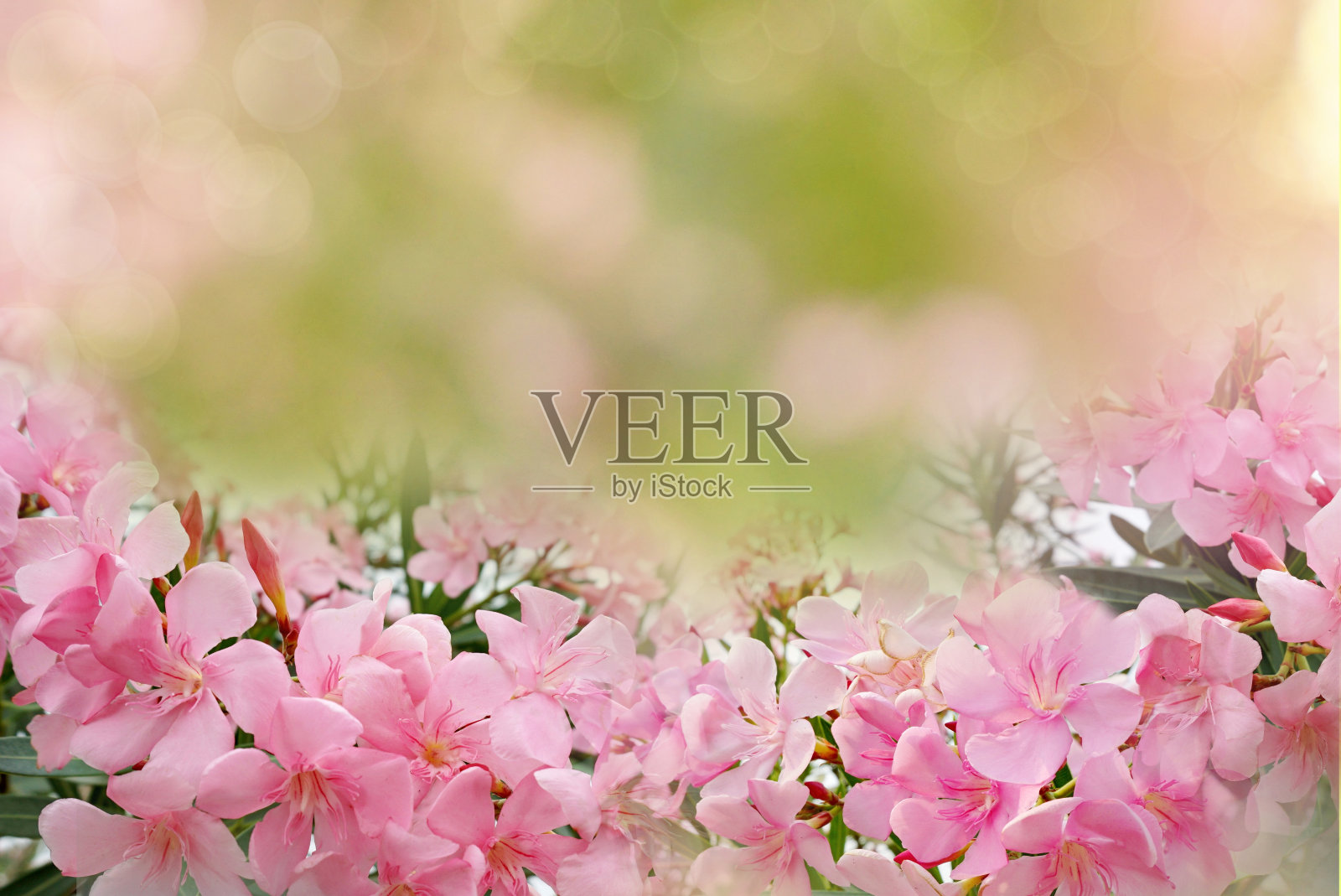 美丽的粉红色花边界上抽象的自然散景照片摄影图片