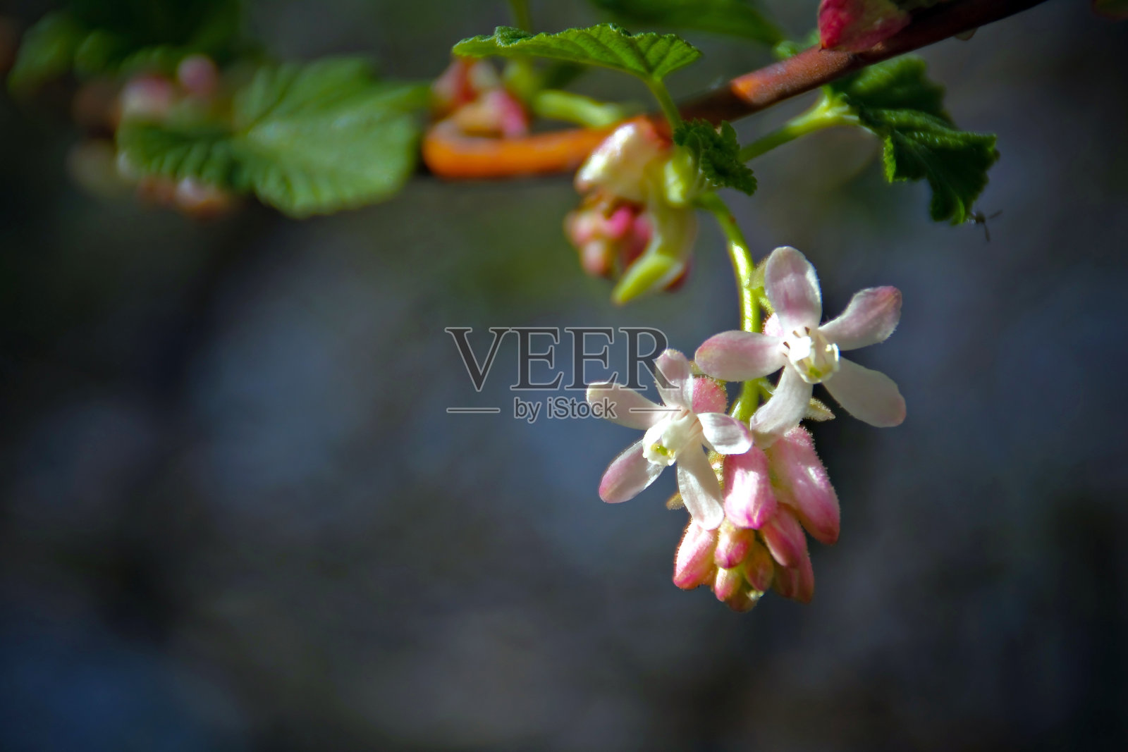 花丛中的花朵照片摄影图片