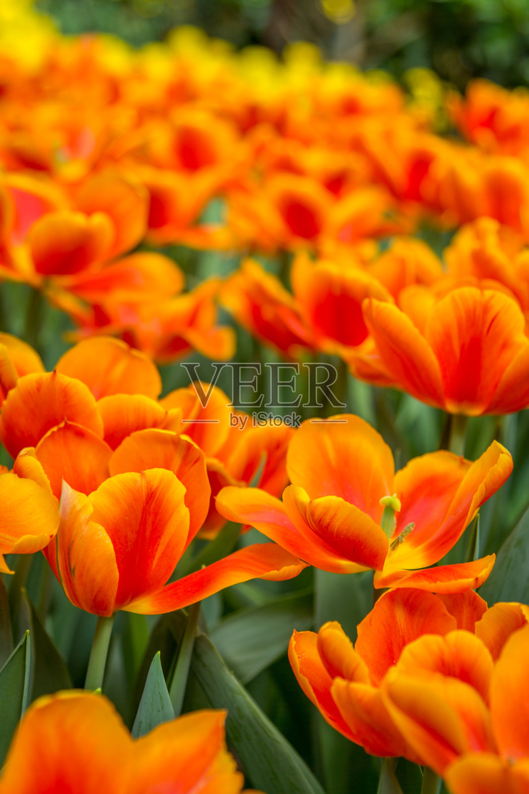 橙色郁金香花园照片摄影图片