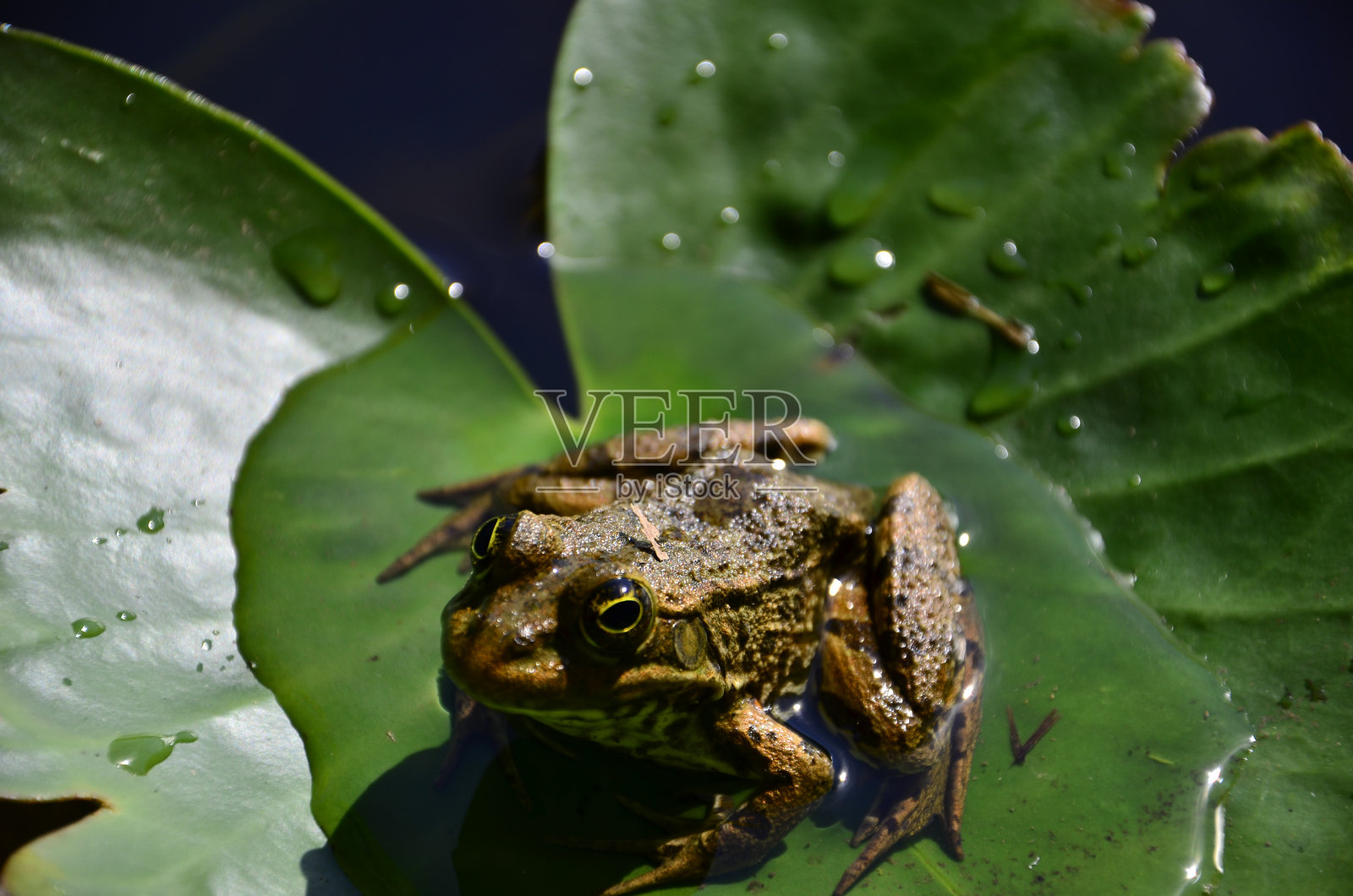 深不见底的湖泊Yalova照片摄影图片