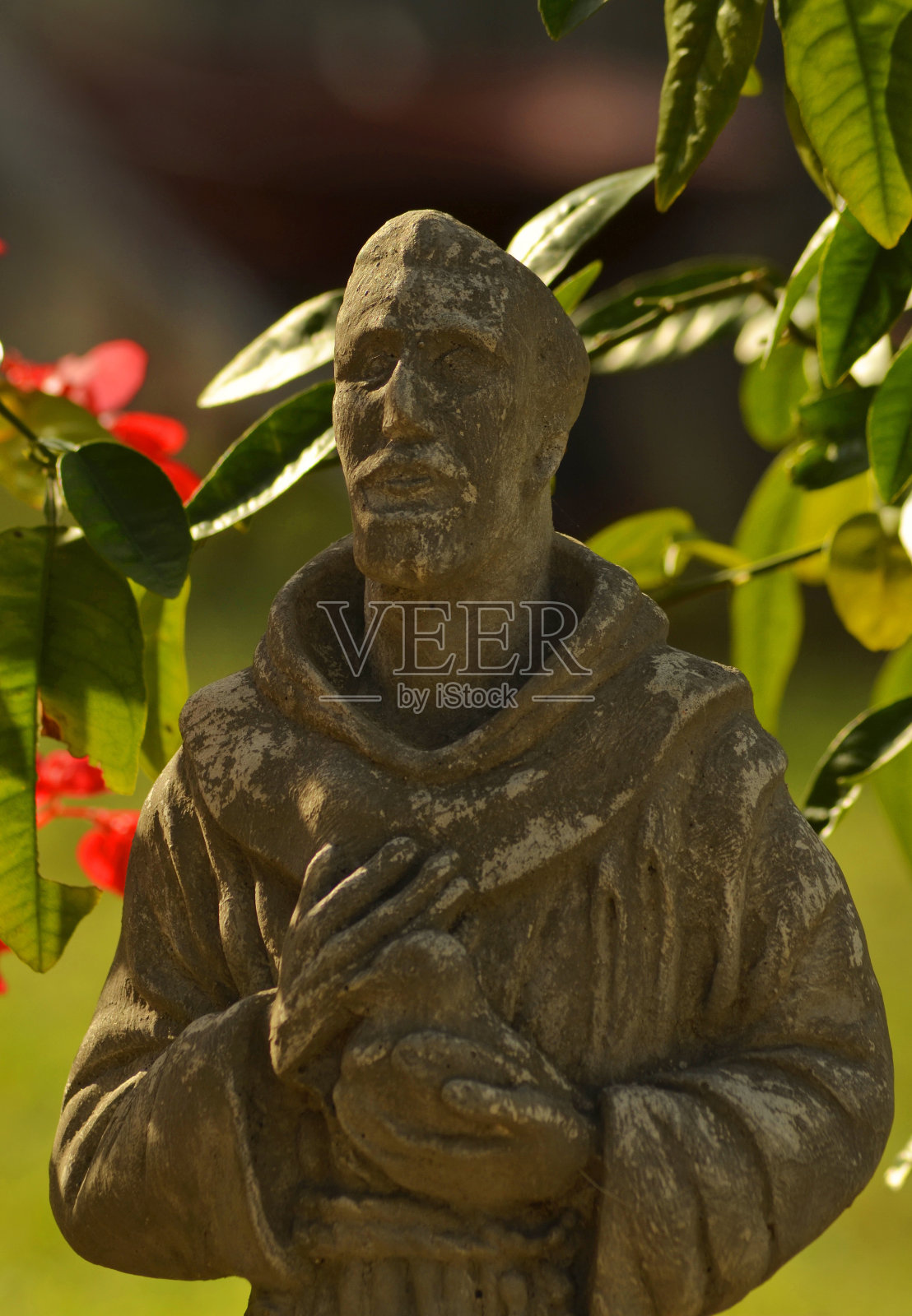 花园里的圣弗朗西斯雕像照片摄影图片