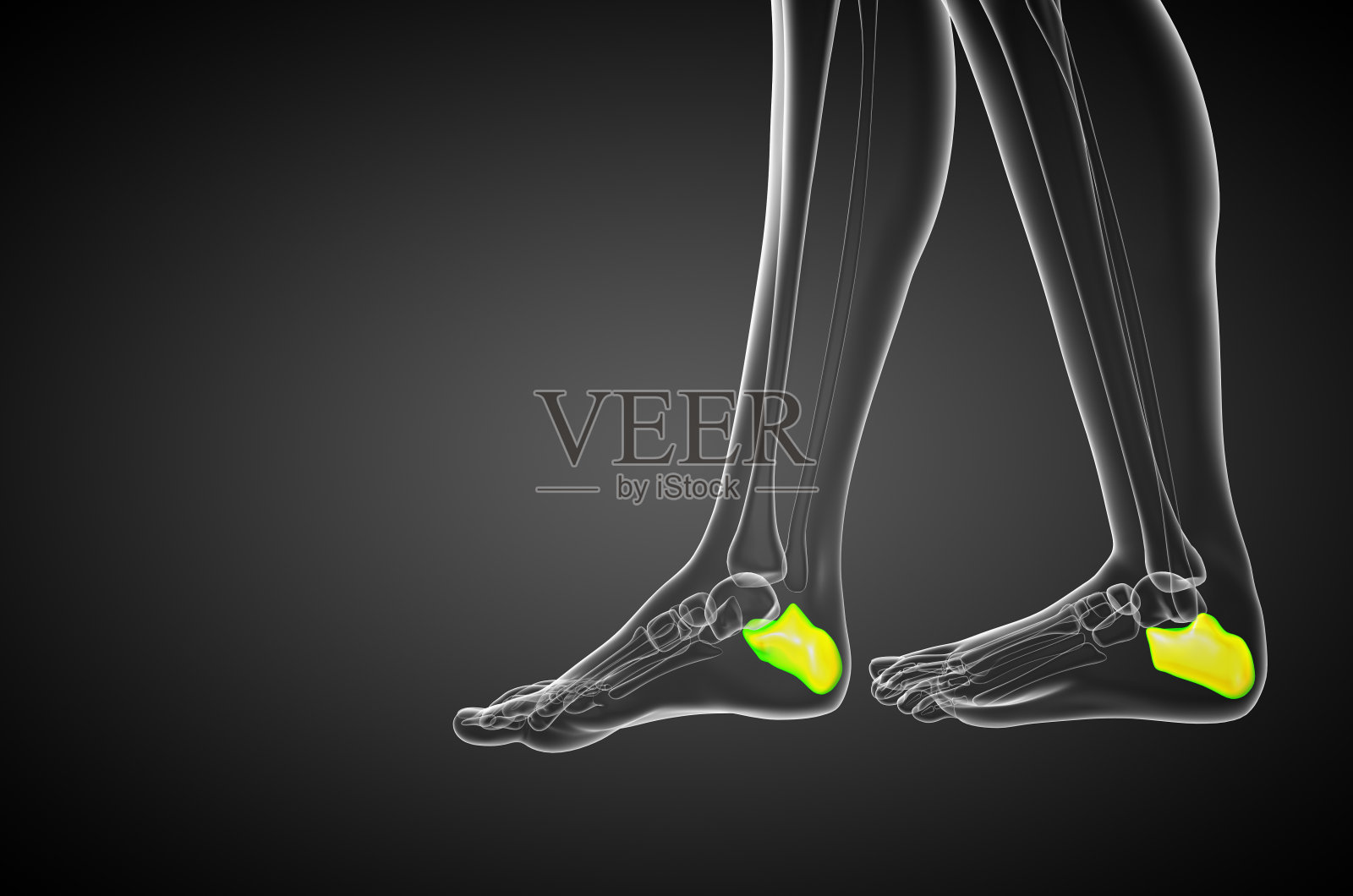 跟骨的3d渲染医学插图照片摄影图片