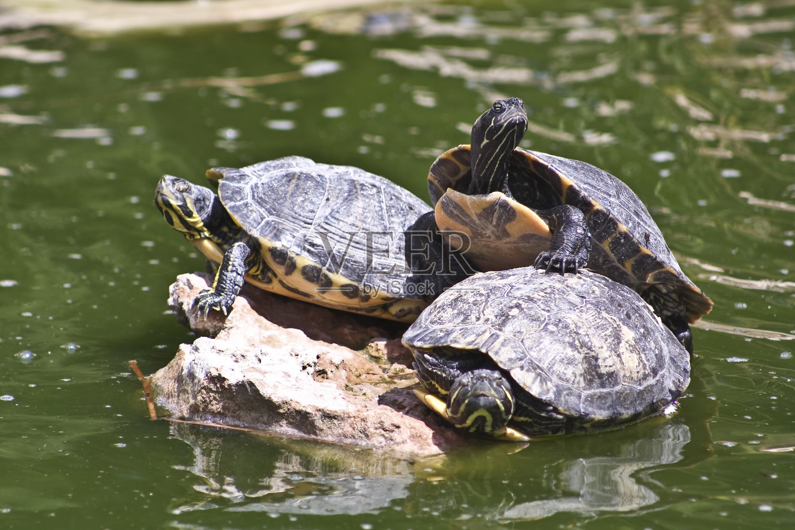 海龟照片摄影图片