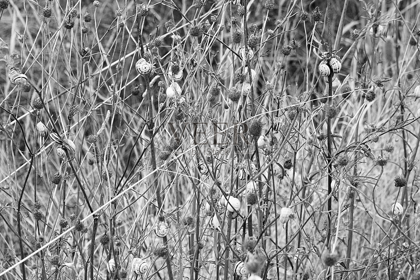 法国蜗牛群照片摄影图片