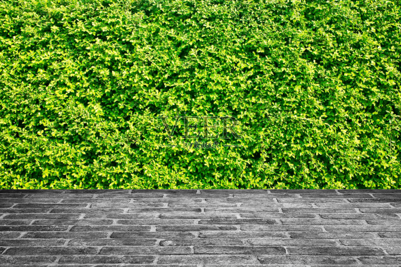 天然绿叶背景。照片摄影图片