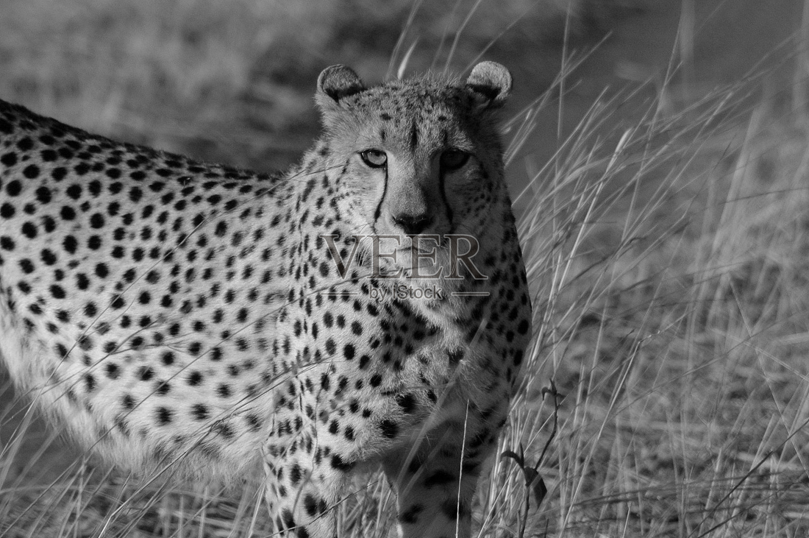 猎豹照片摄影图片