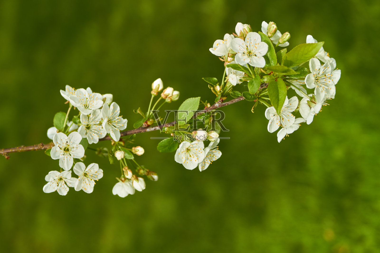 樱花照片摄影图片
