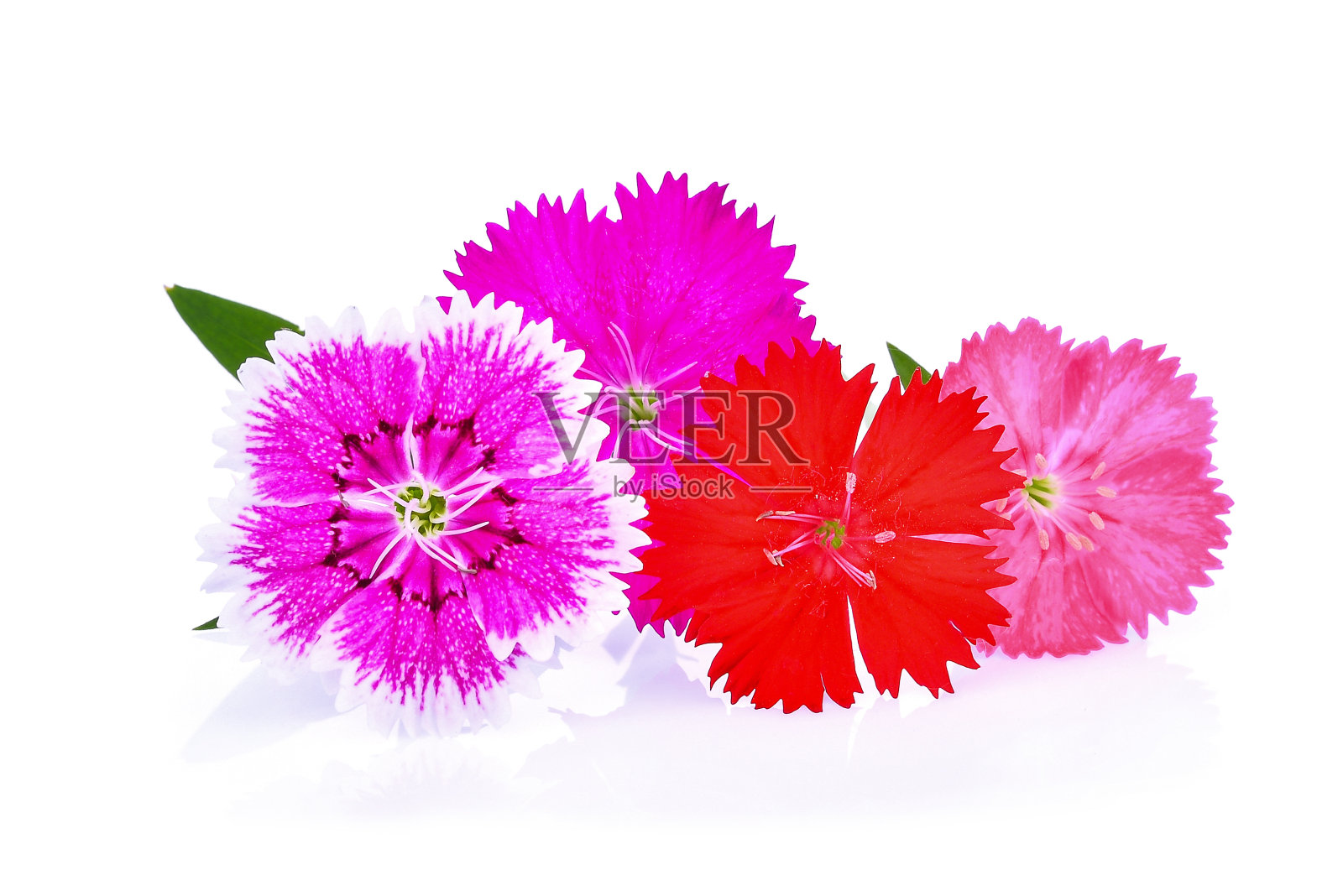 石竹花，中国粉，印度粉孤立在白色背景上照片摄影图片