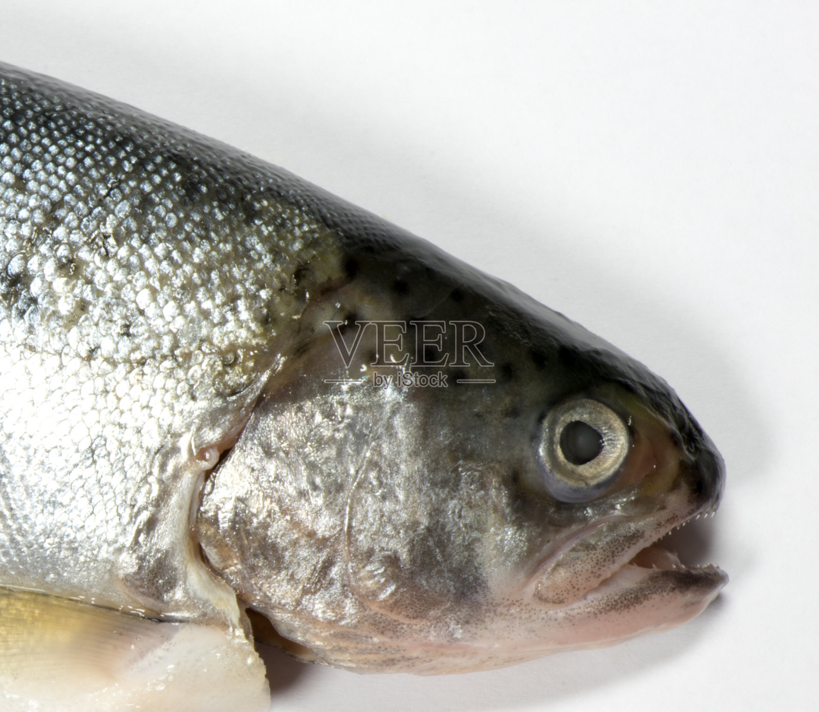 鳟鱼关闭照片摄影图片