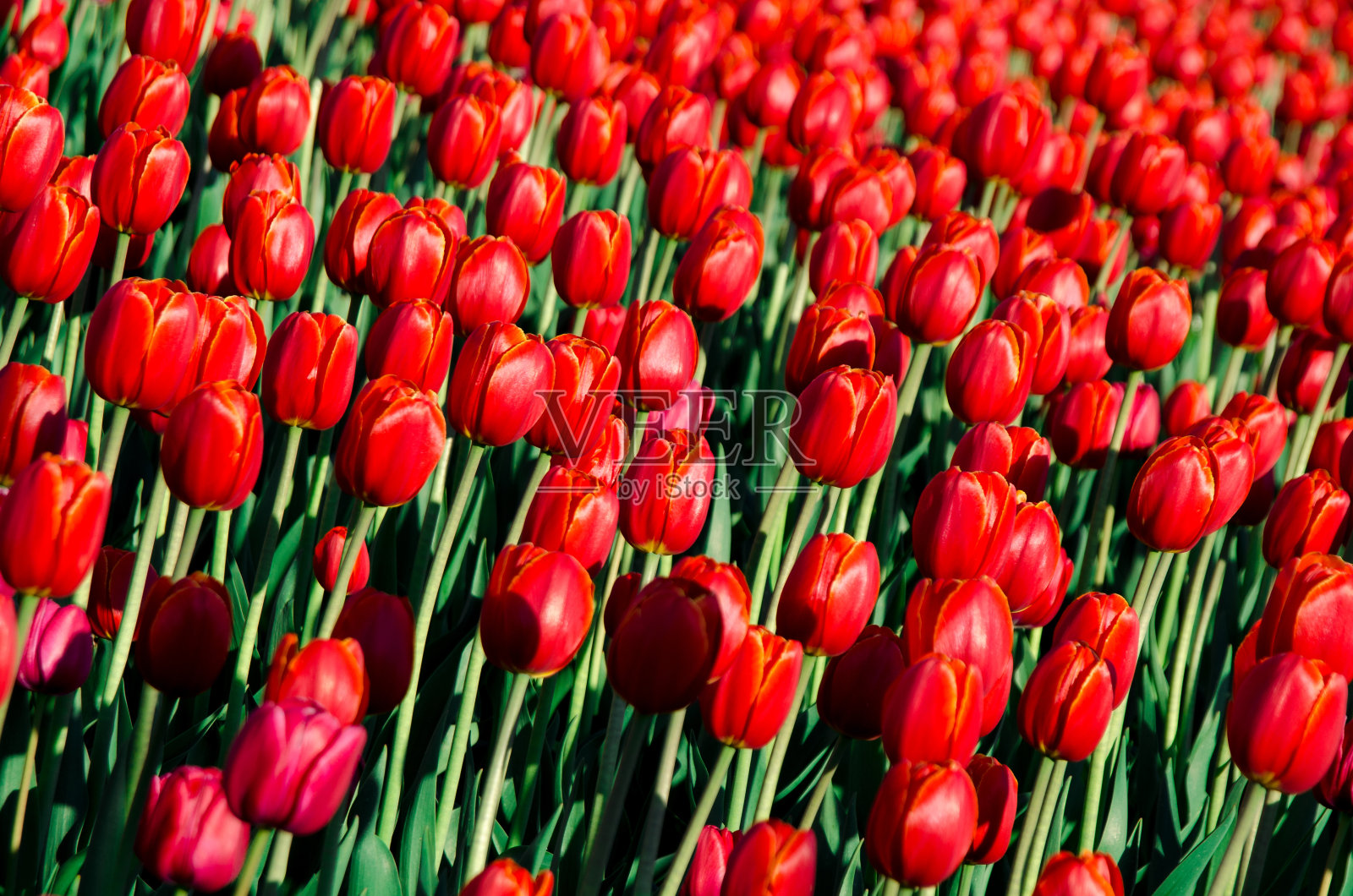 一片红色郁金香的田野照片摄影图片