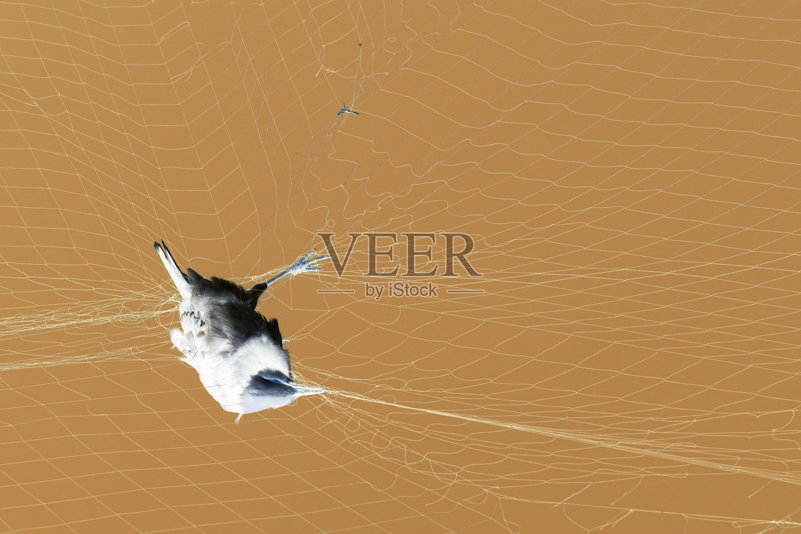 被棕色背景的网捕获的死鸟照片摄影图片