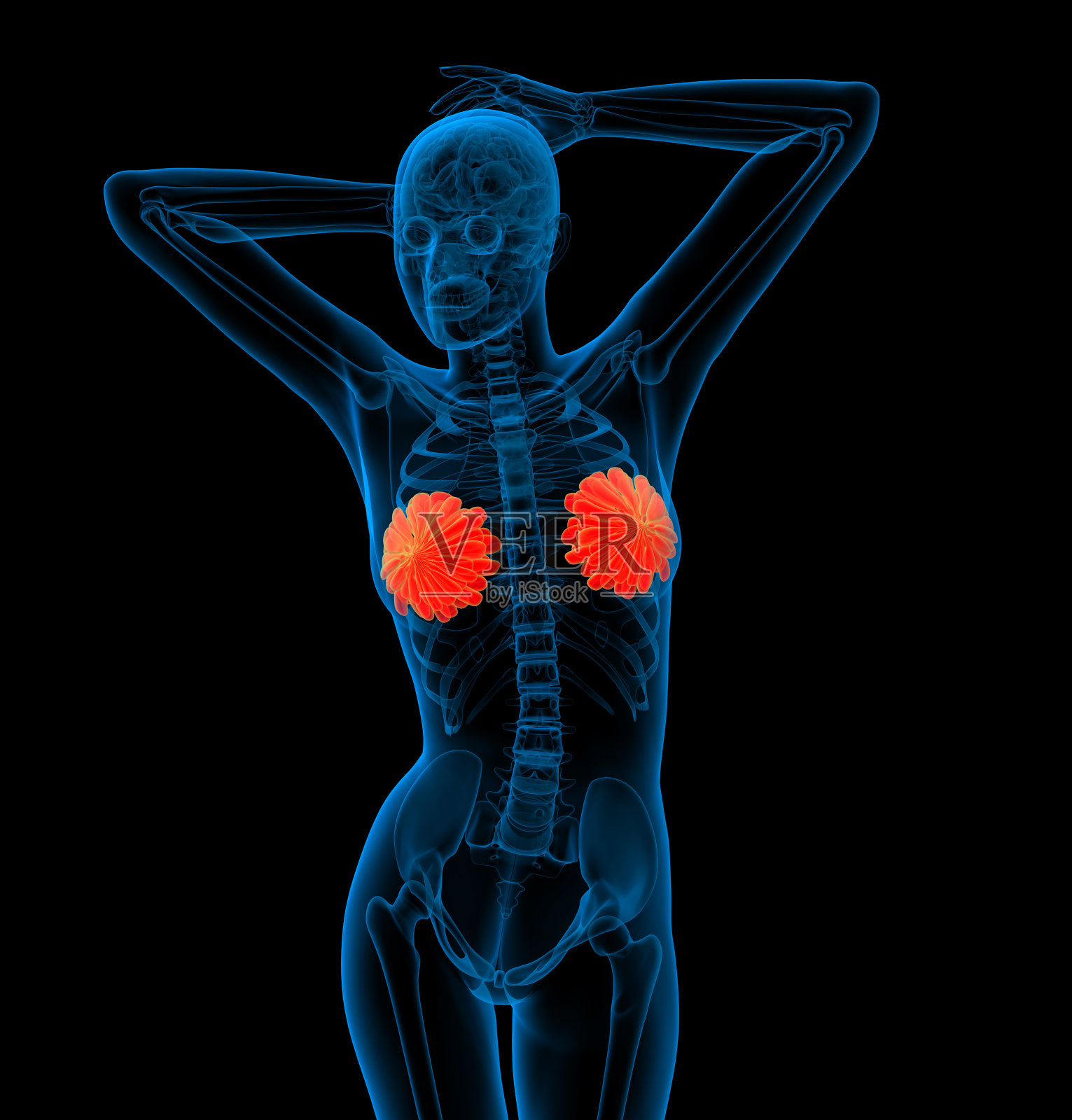 3d渲染人体乳房的医学插图照片摄影图片