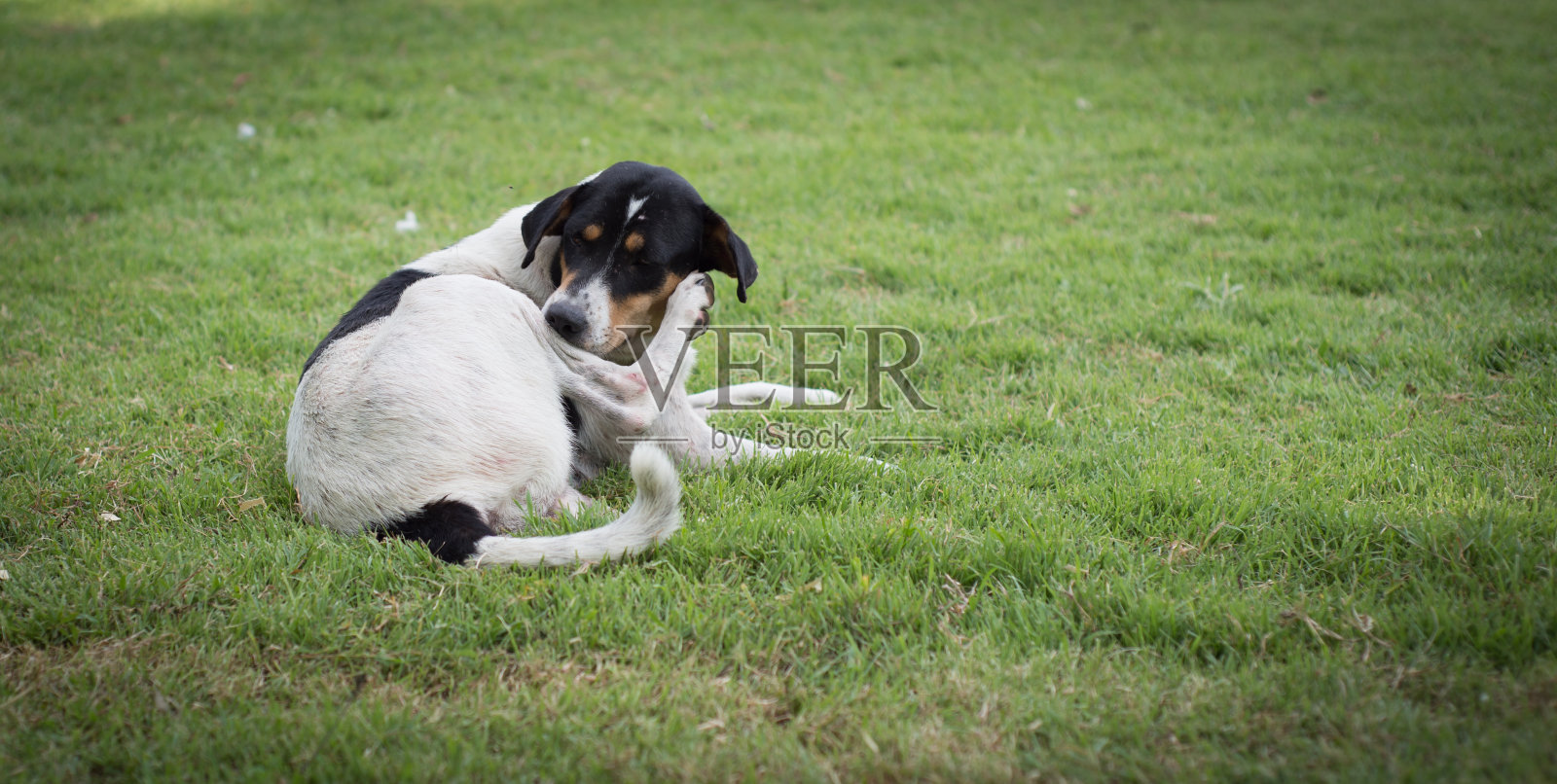 狗在绿草的背景照片摄影图片