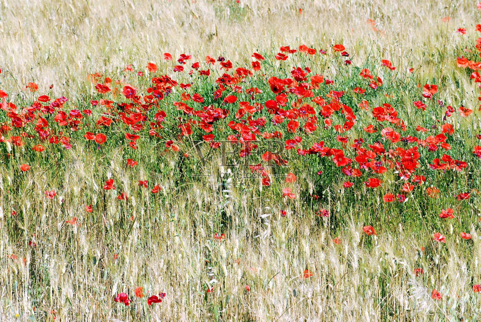 罂粟和玉米照片摄影图片