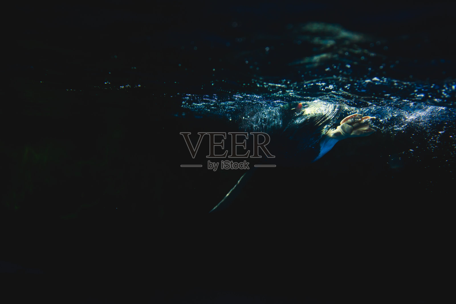 可爱的企鹅在蓝色的水里游泳，溅起巨大的水花照片摄影图片