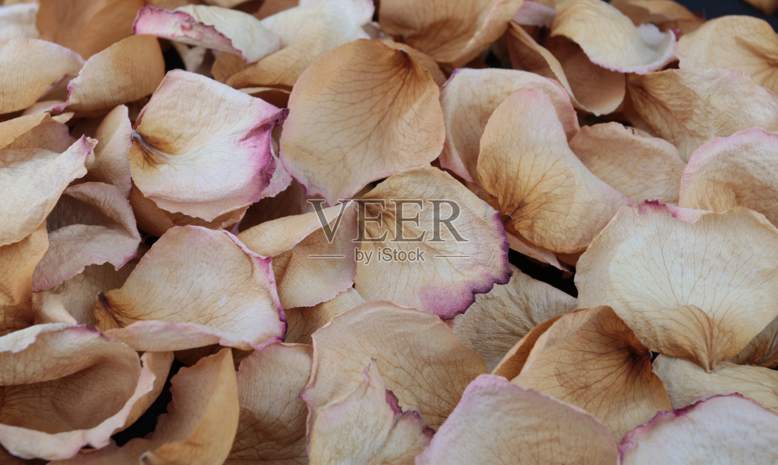 干玫瑰花瓣照片摄影图片
